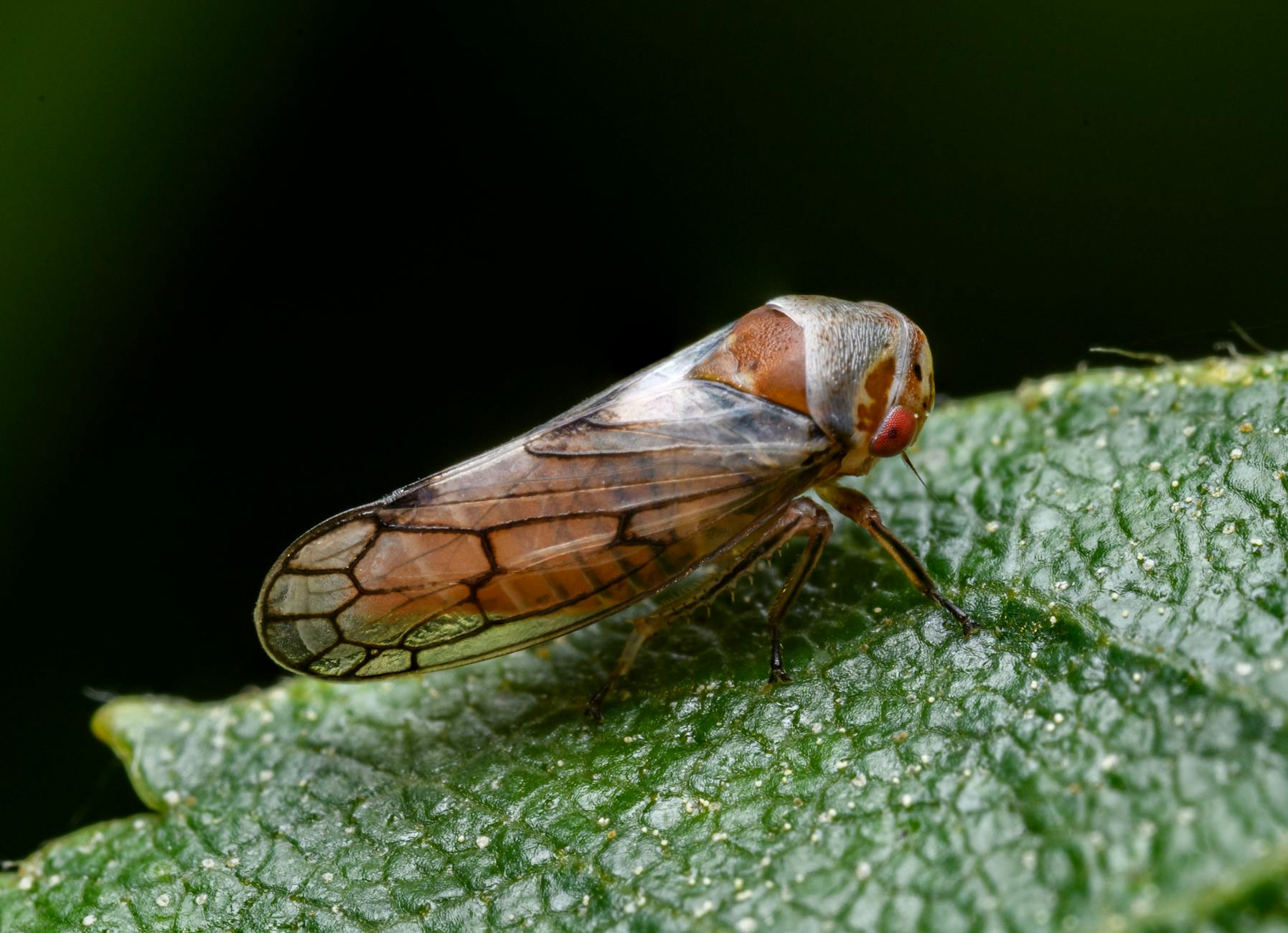 Detailed macro shot of a leafhopper on a leaf, showcasing its intricate patterns.