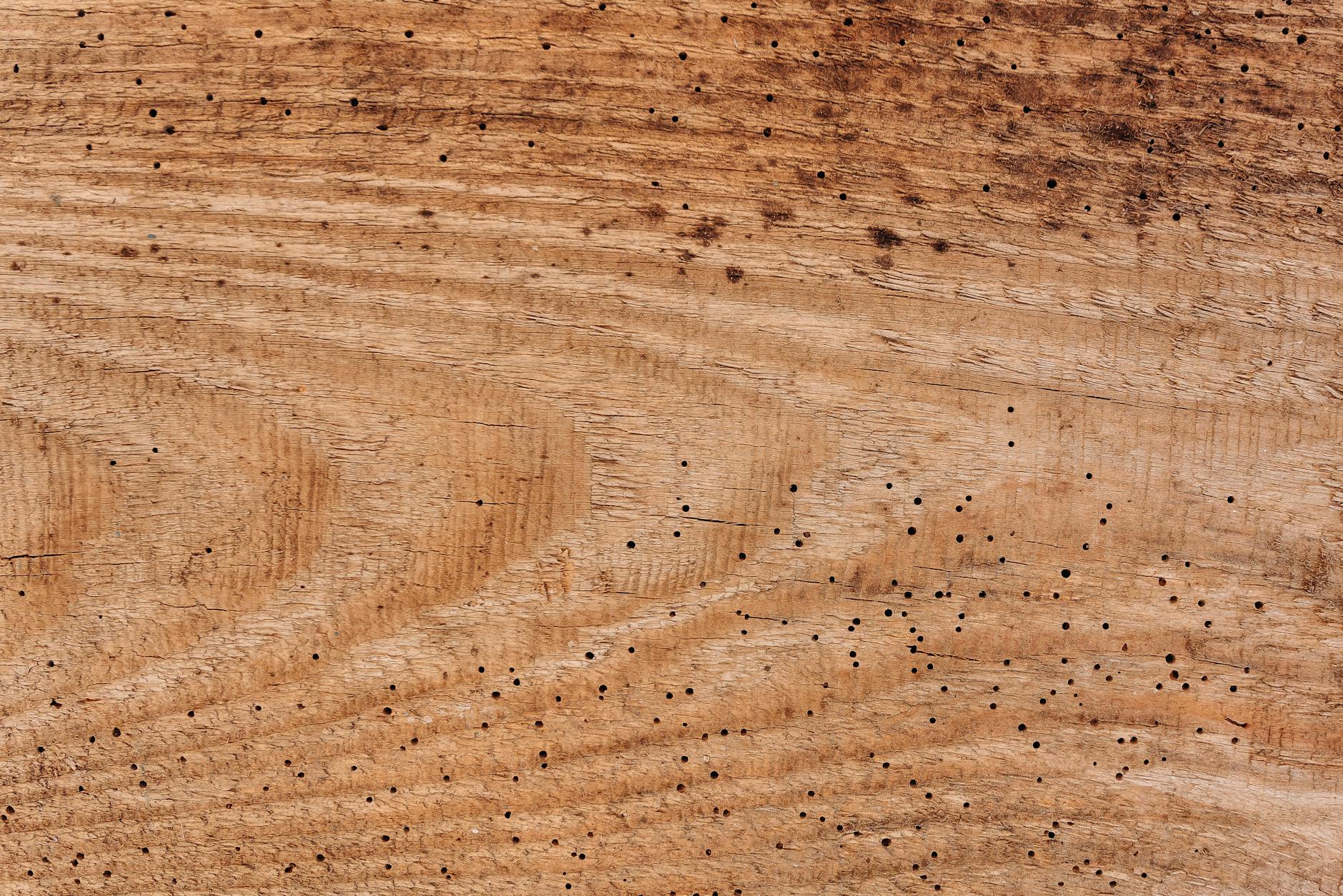 Close-up of a wooden texture with natural holes and lines, creating a patterned surface.