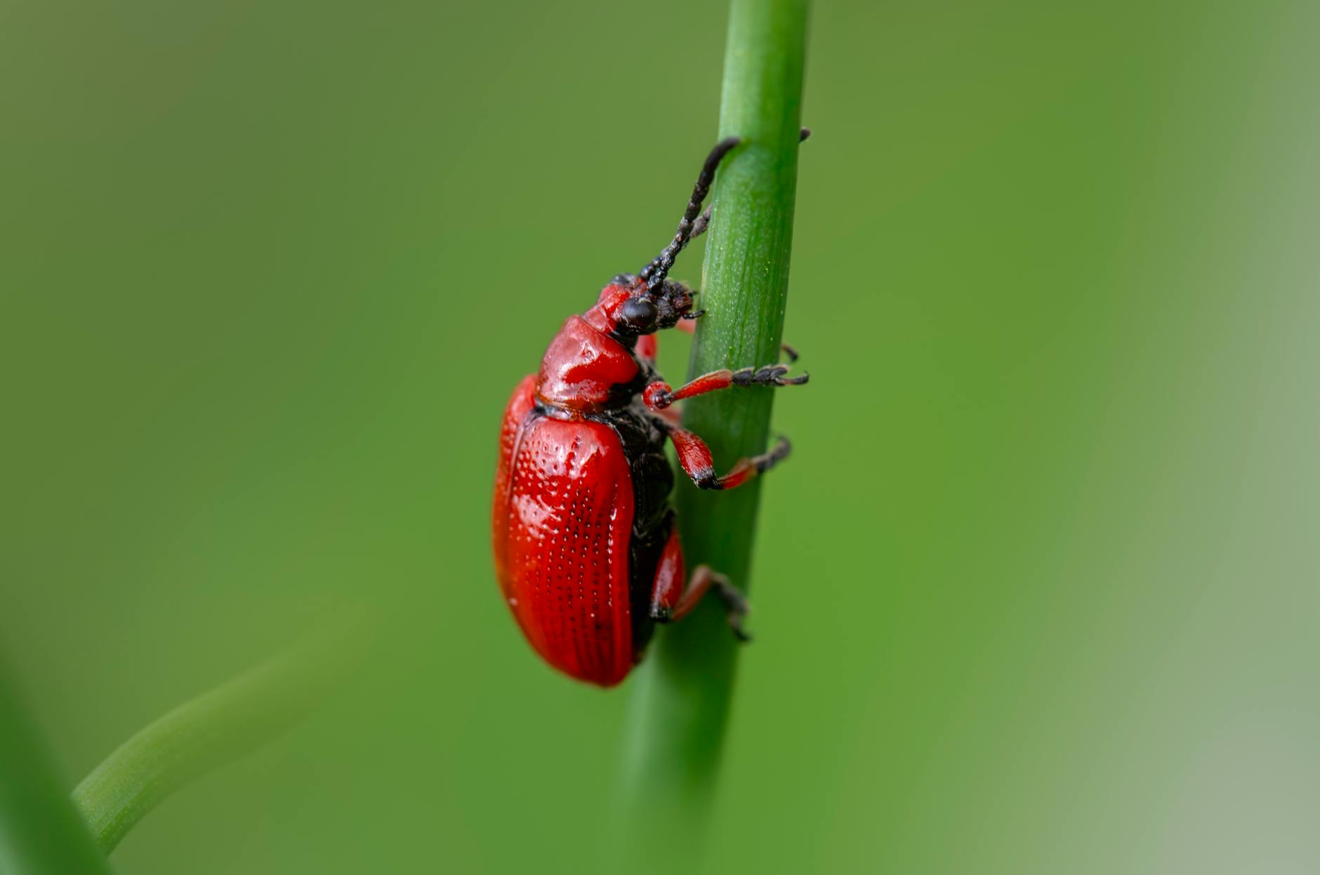 Macro image of a red lily leaf beetle (Lilioceris lilii) clinging to a green stem.