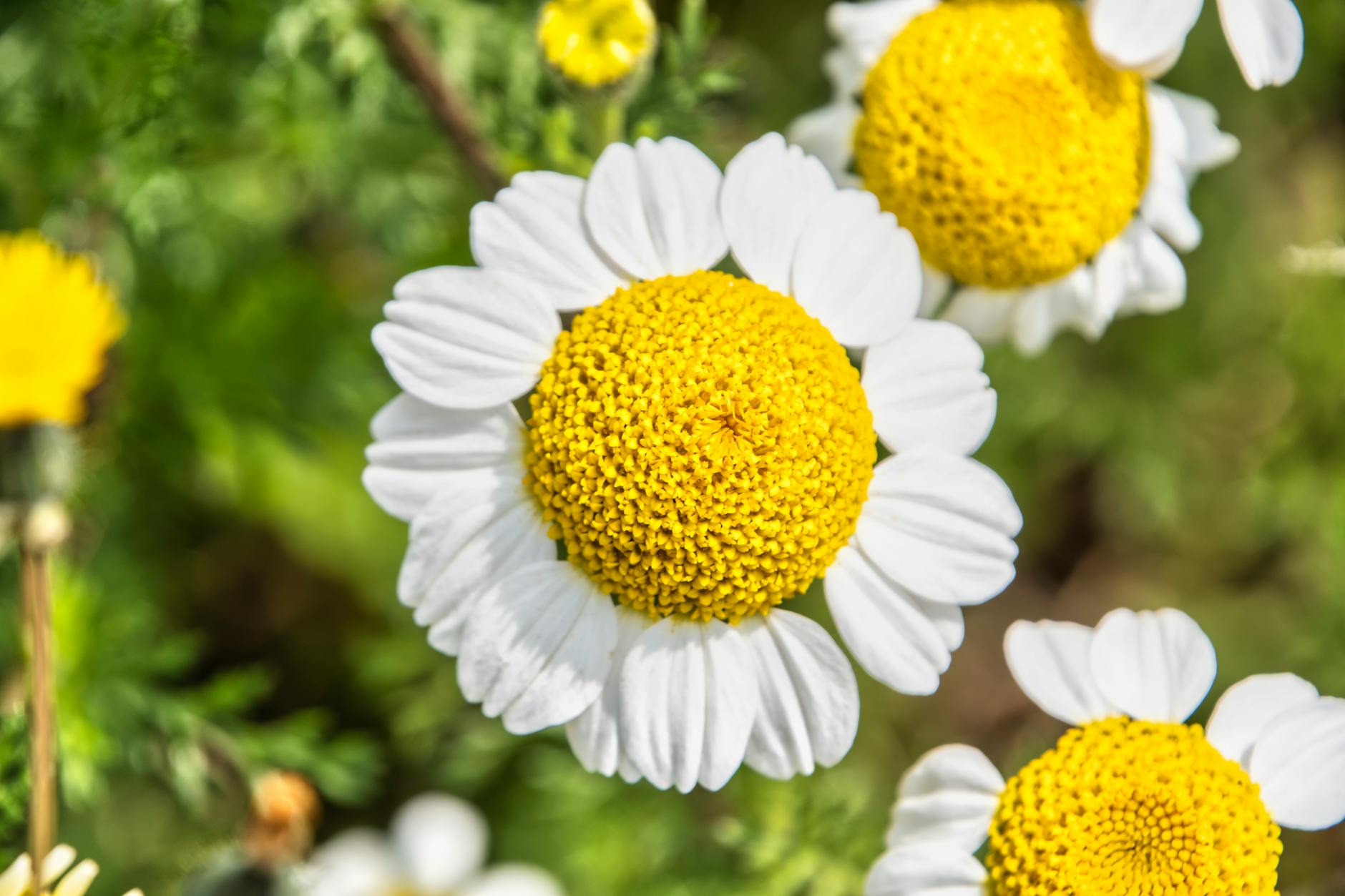 Vibrant chamomile flowers in bloom depicted close-up, showcasing yellow centers and white petals.