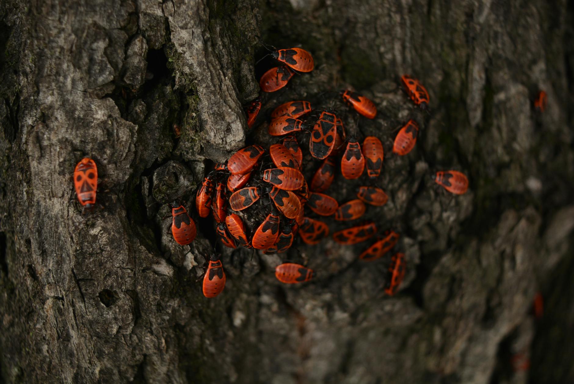A dense grouping of vibrant firebugs on tree bark in a natural outdoor setting.
