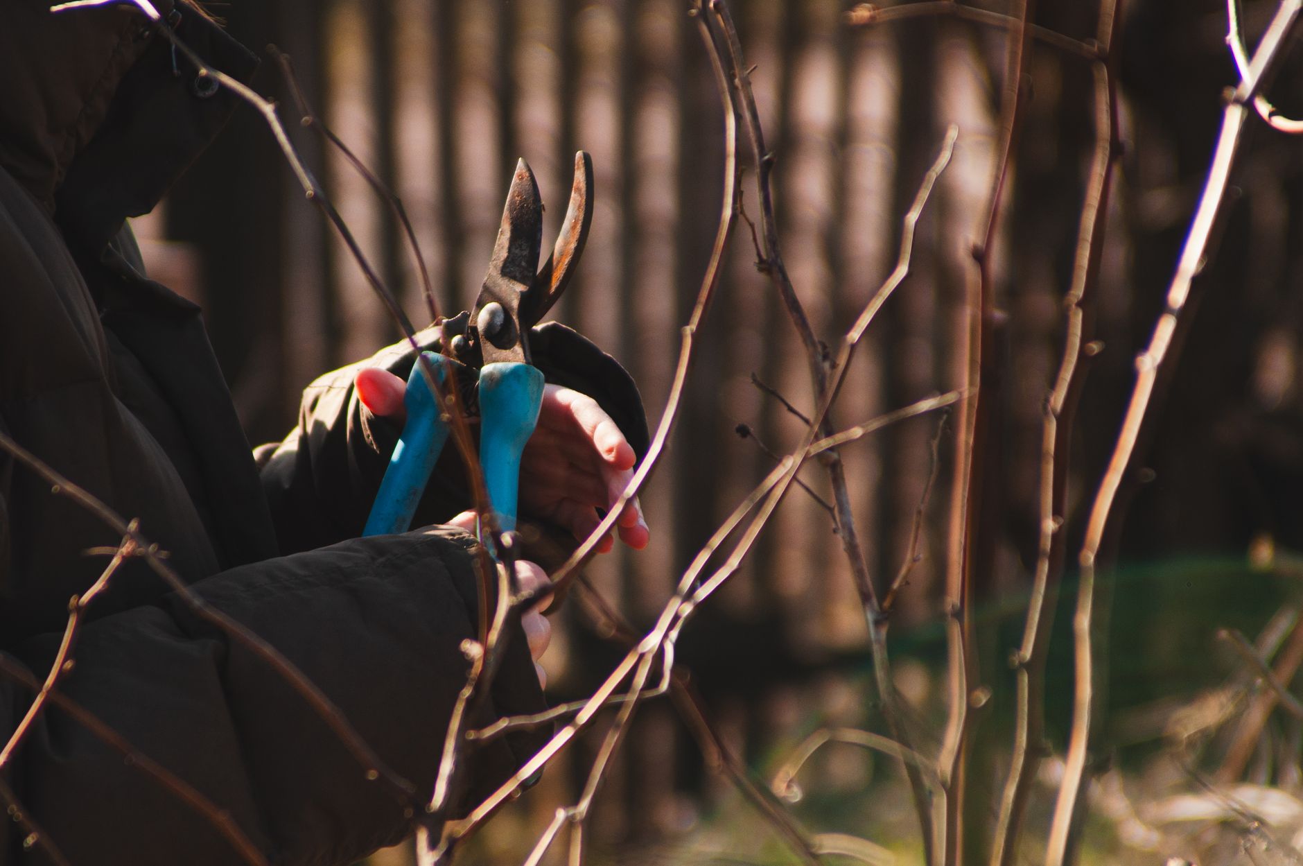 Gardener using pruning shears on shrubs during autumn with sunlight filtering through.