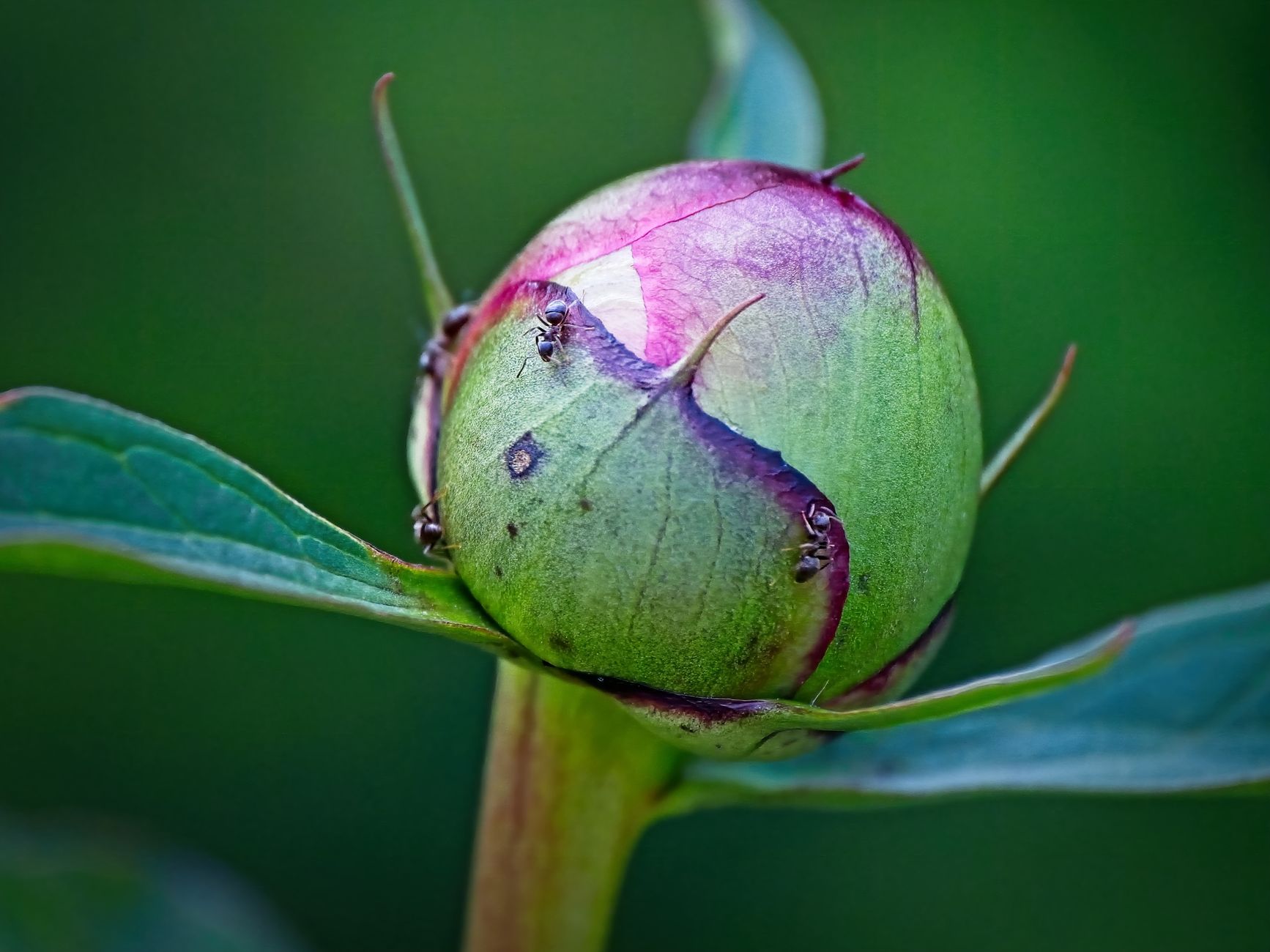 Detailed macro shot of a peony bud with ants, showcasing natural beauty and spring growth.