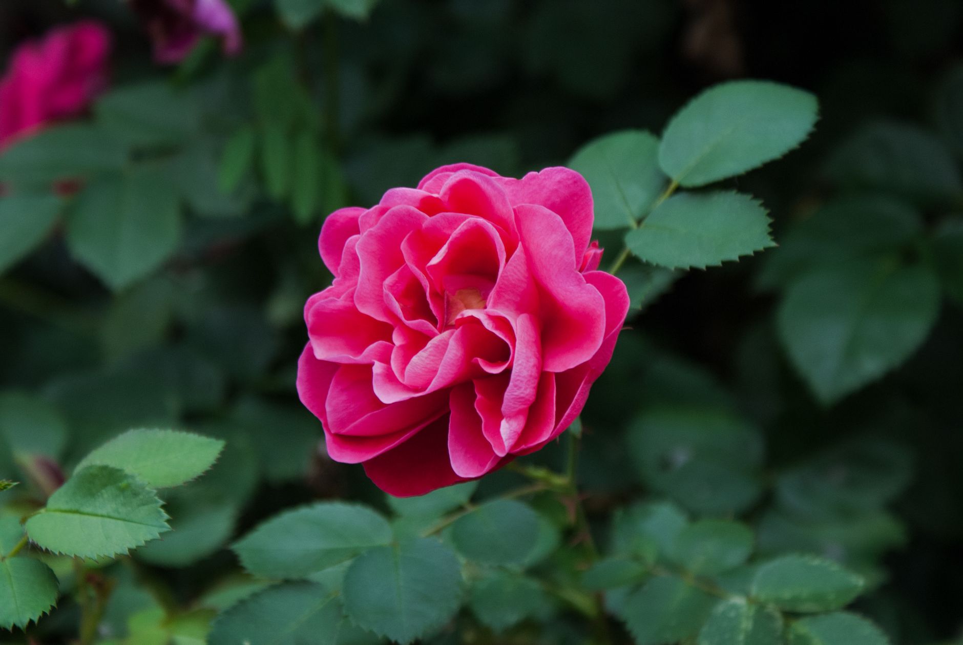 Close-up of a blooming pink rose with lush green leaves in a garden setting.