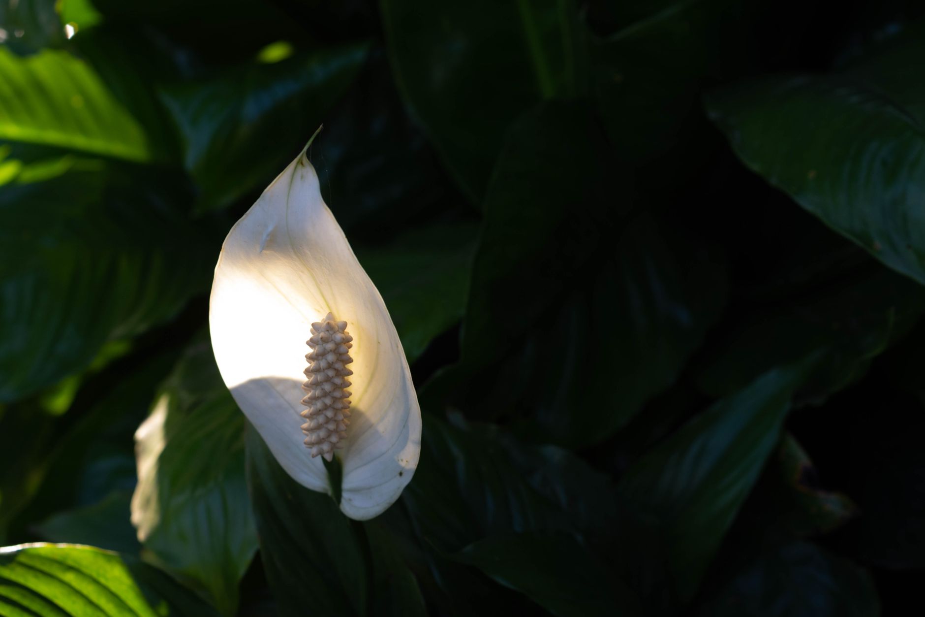 A serene peace lily bloom captured among dark green leaves, showcasing nature's elegance.