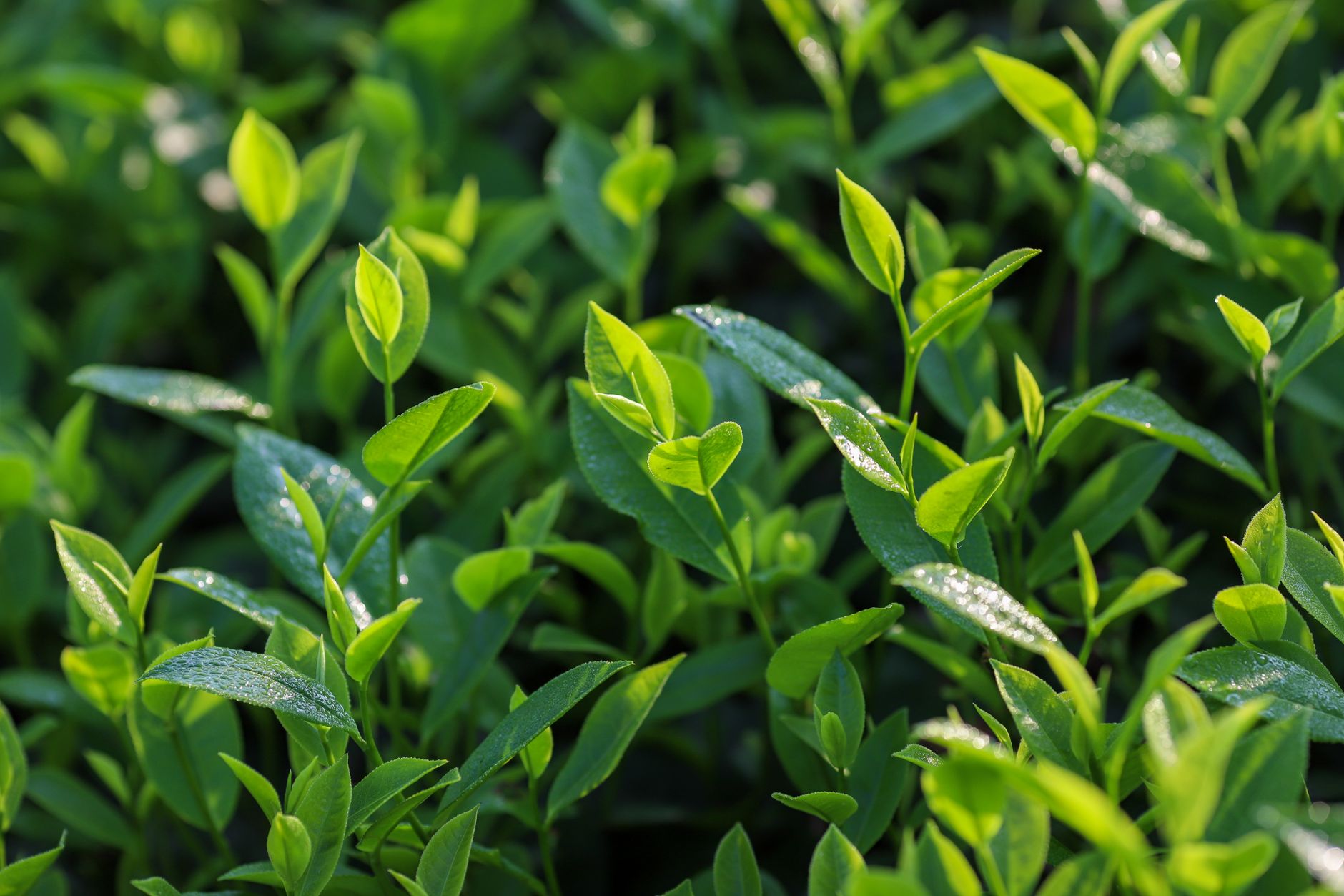 Lush green tea plants basking in sunlight, exemplifying Vietnam's rich agriculture.