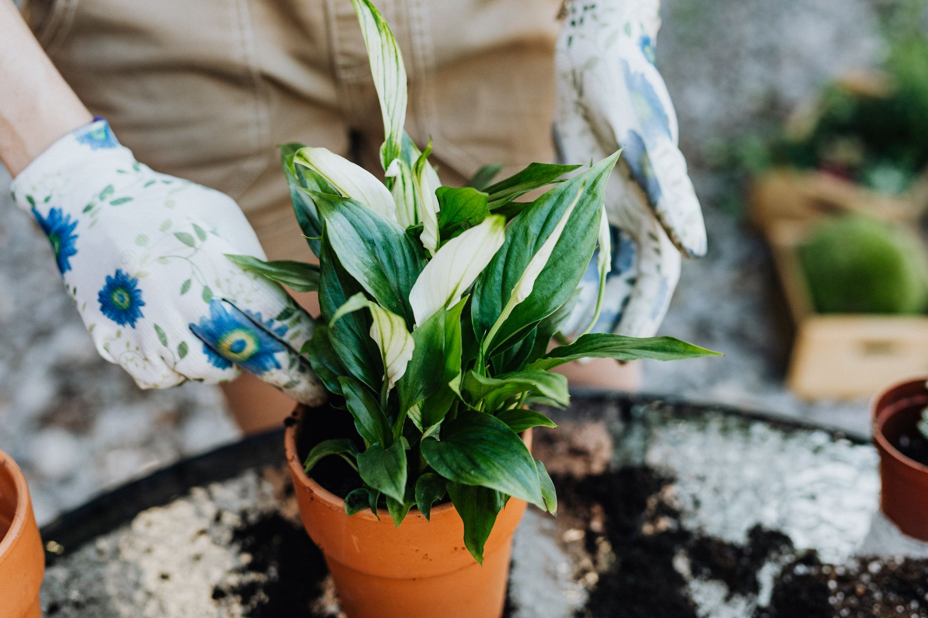 Close-up of hands planting a peace lily in a terracotta pot with gloves.