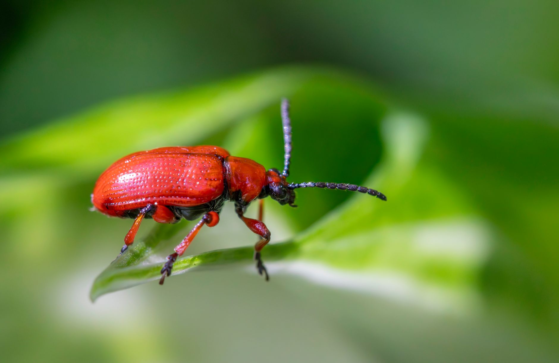 A vibrant red lily beetle perched on a green leaf, highlighting its detailed texture.