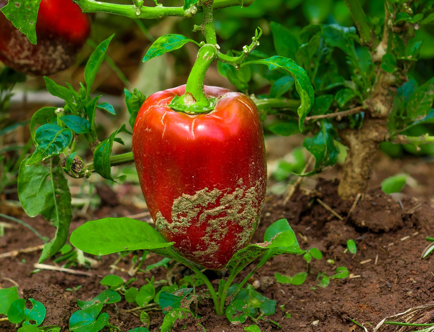 Red bell pepper growing in a garden, rich soil, Harare, Zimbabwe.