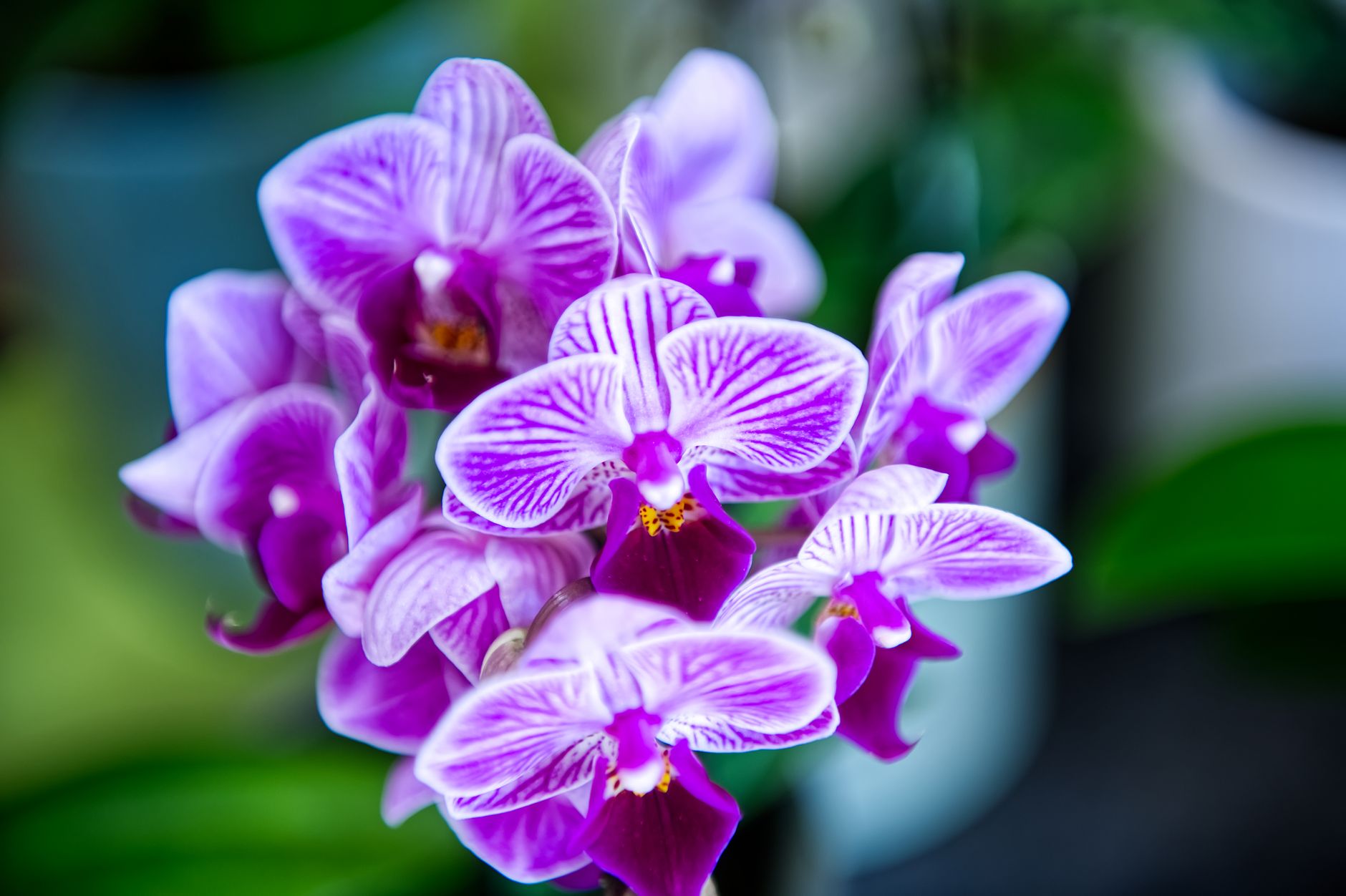 Stunning close-up of vibrant purple orchid flowers with detailed petals, showcasing nature's beauty.
