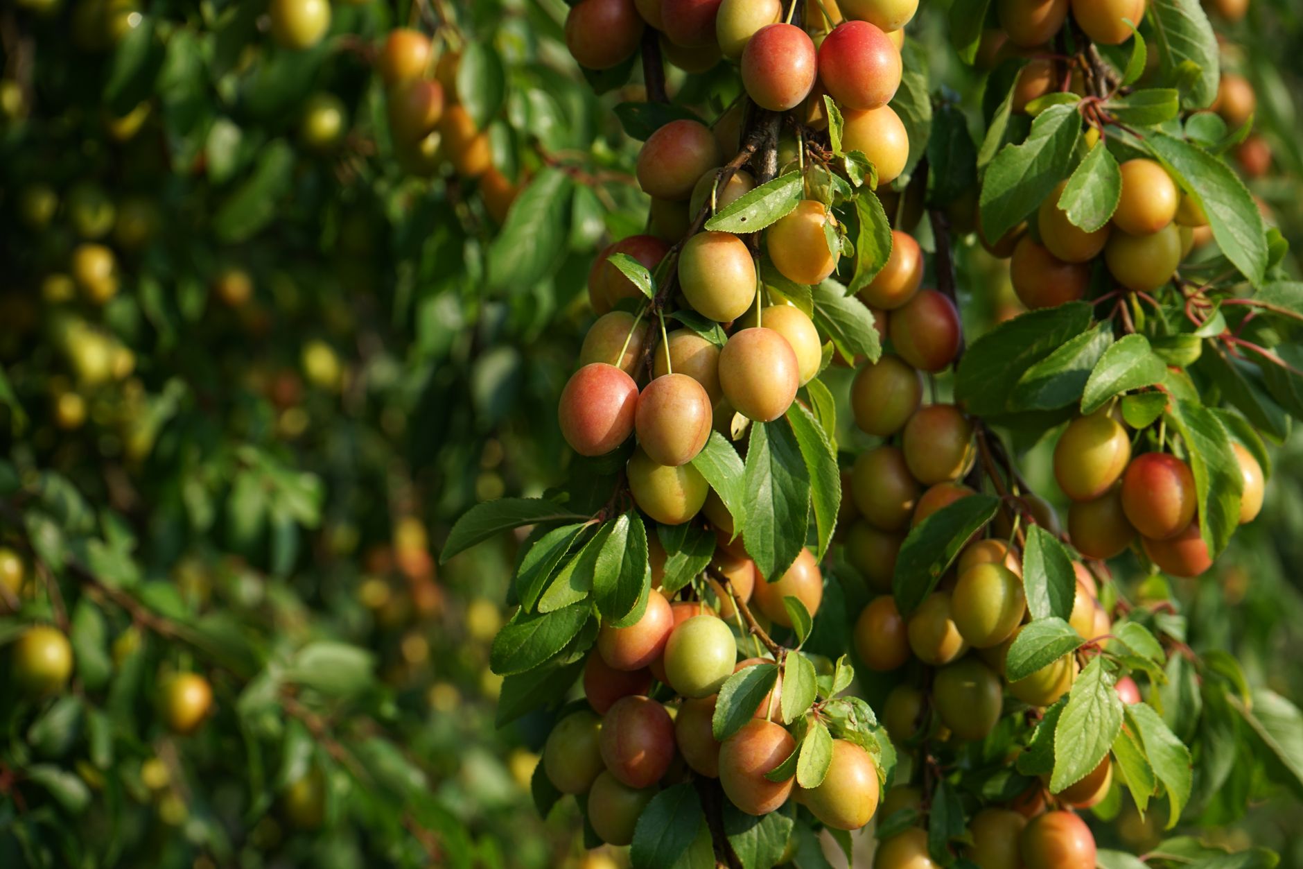 A close-up of ripe mirabelle plums hanging on a tree branch in a sunny summer orchard.