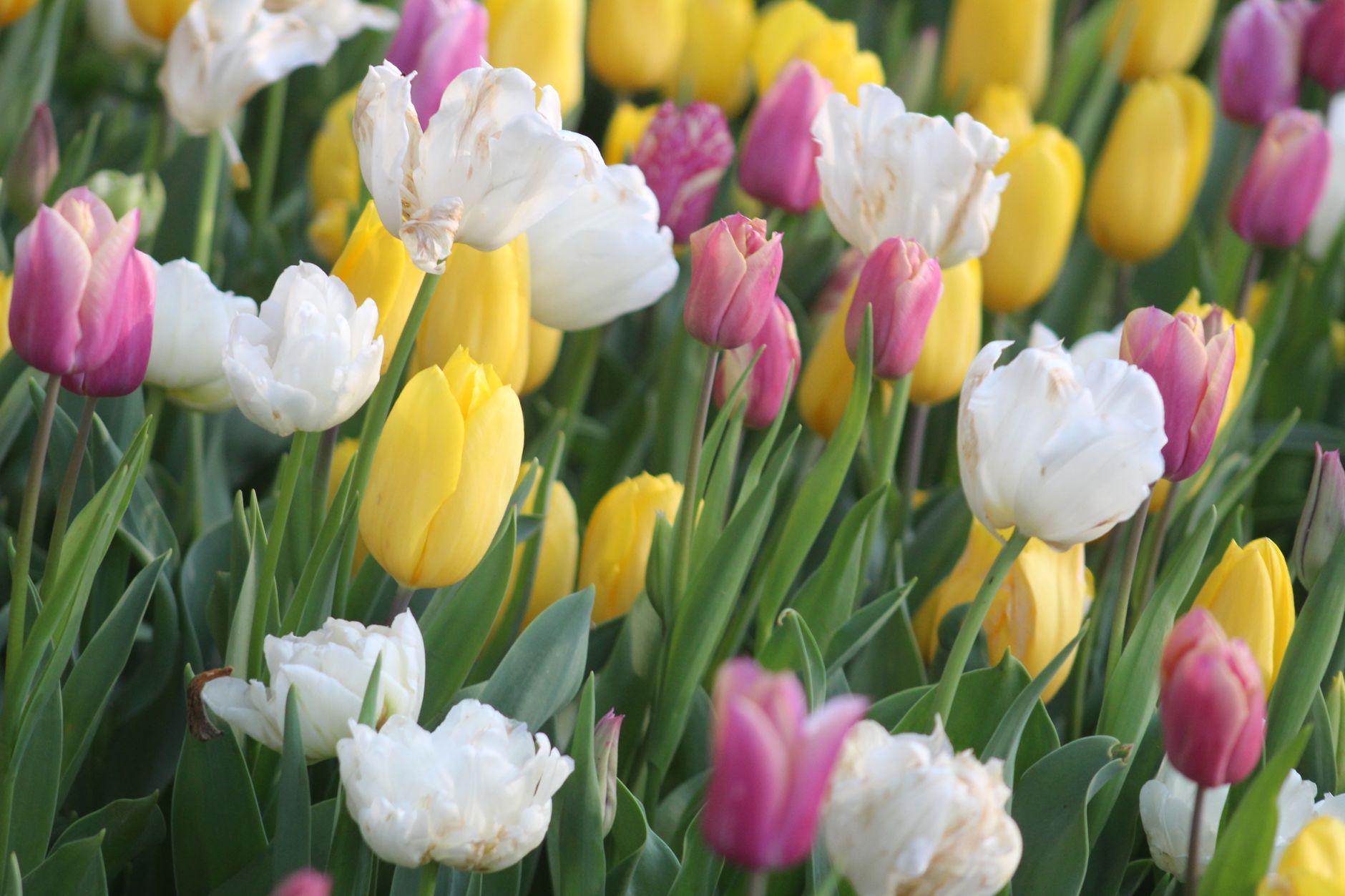 A lively display of colorful tulips blossoming in a spring garden, showcasing yellow, pink, and white petals.