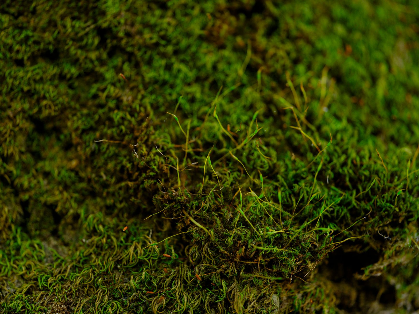 Detailed macro shot of vibrant green moss highlighting intricate textures in a forest setting.