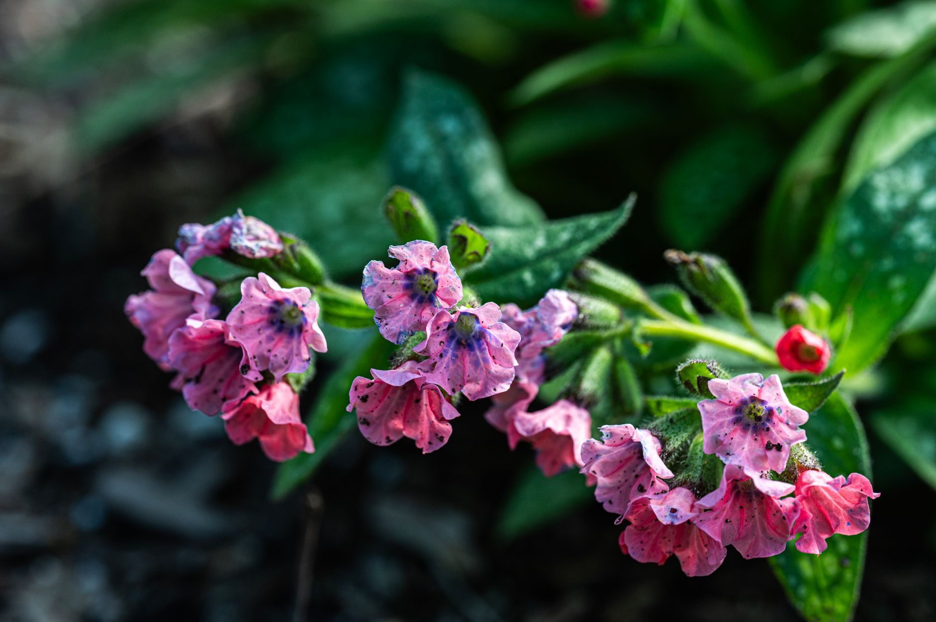 Stunning close-up of pink Pulmonaria flowers blooming in a garden setting.