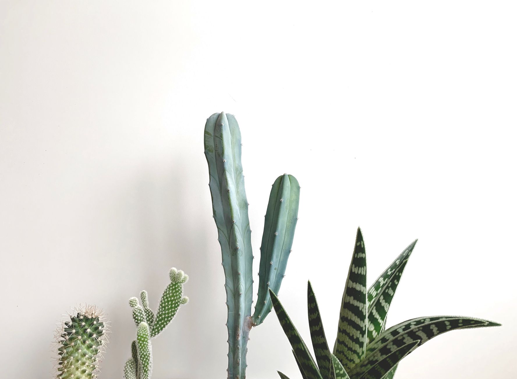 A collection of various cacti and succulents against a plain white background, emphasizing minimalist design.