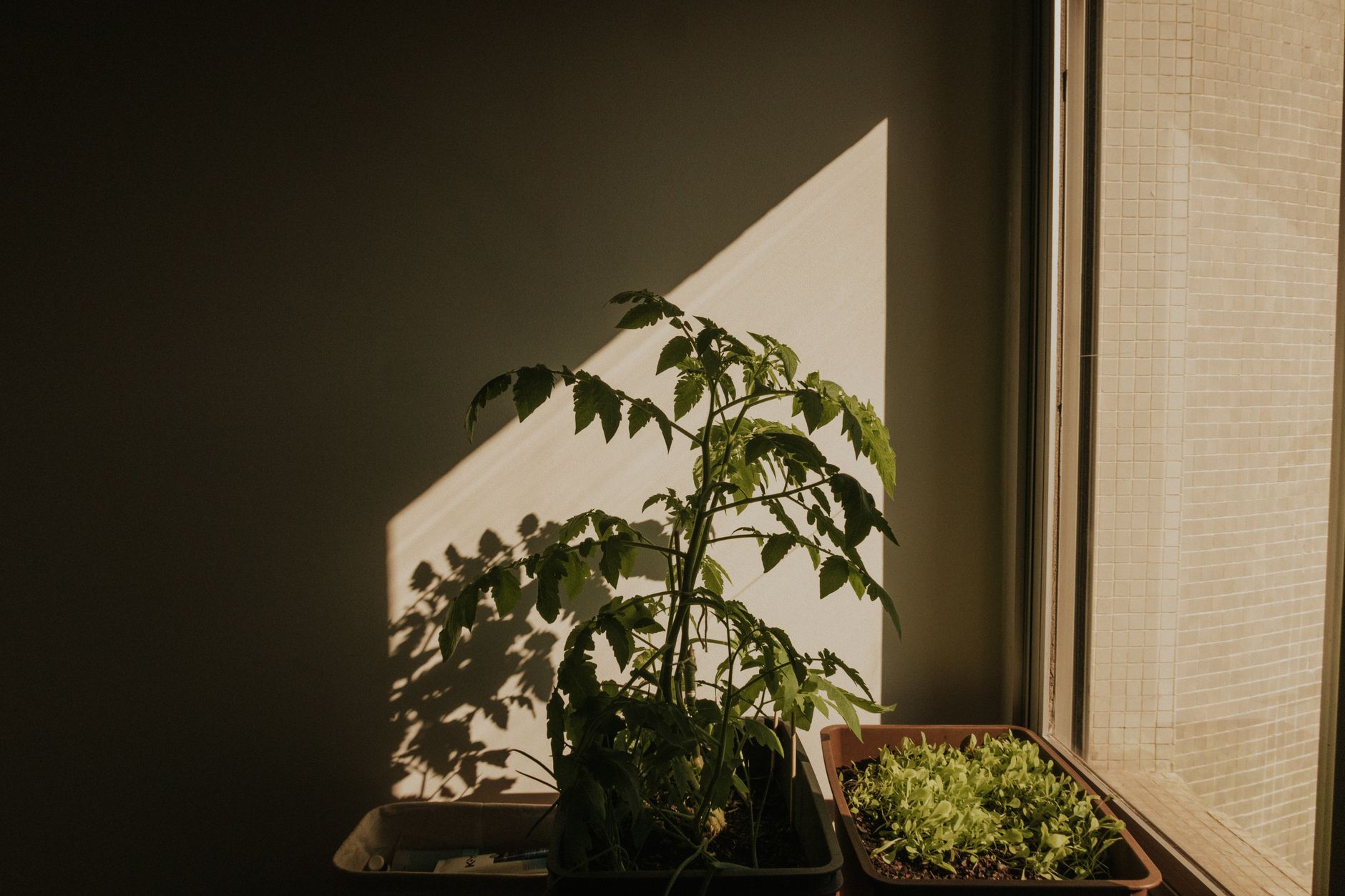 A serene indoor garden with tomato and lettuce plants bathed in sunlight through a window.