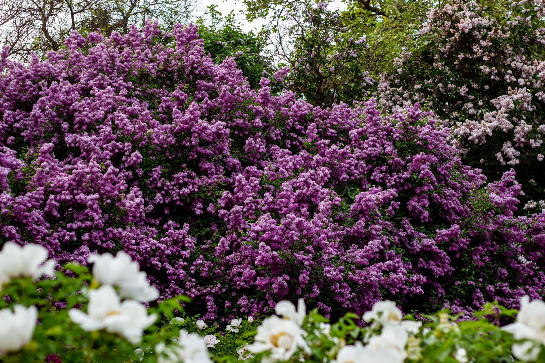 Beautiful lilac bushes blooming in a lush garden during spring, showcasing nature's vivid colors.