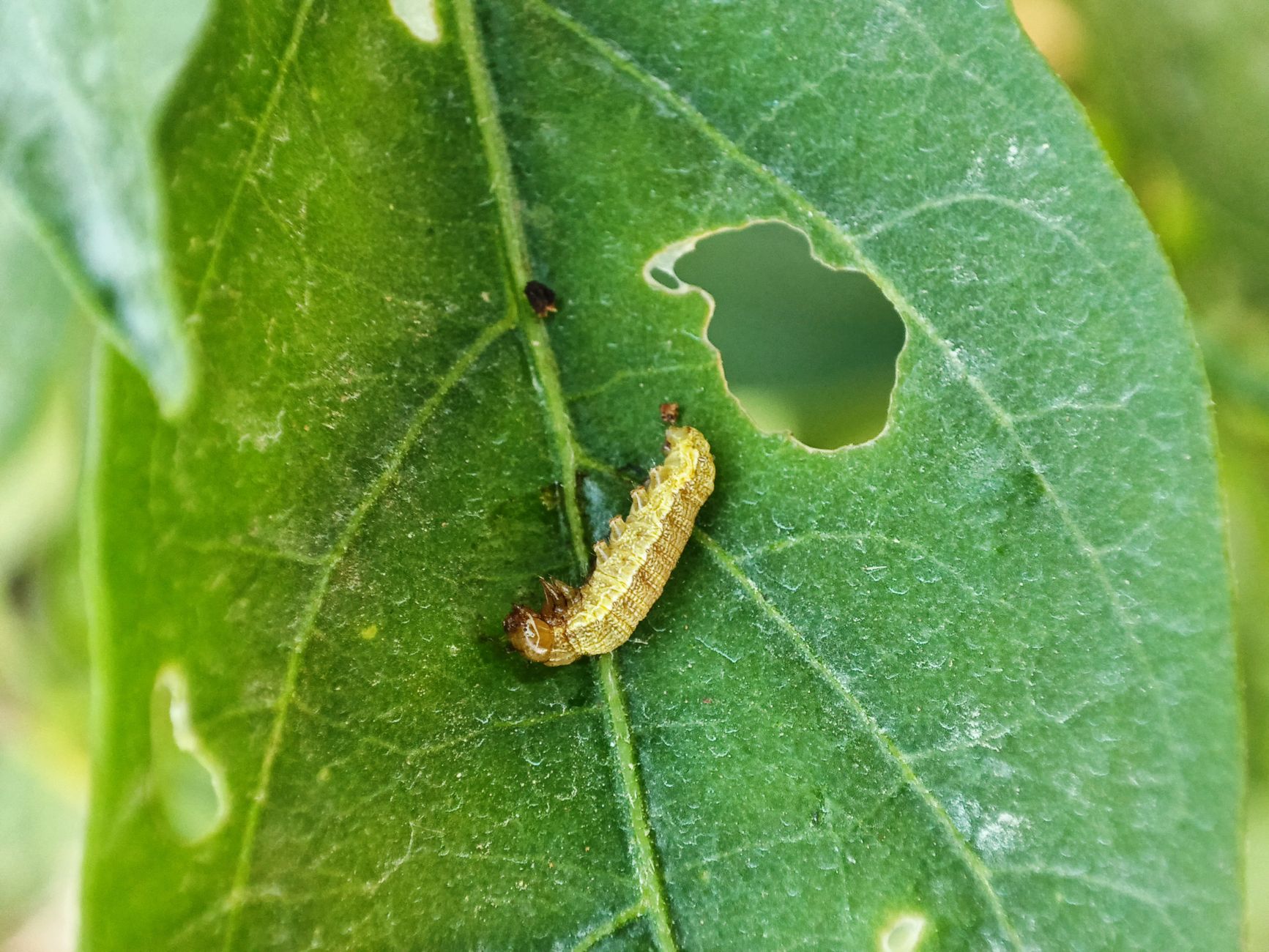 Detailed view of a caterpillar on a green leaf with visible bite marks.