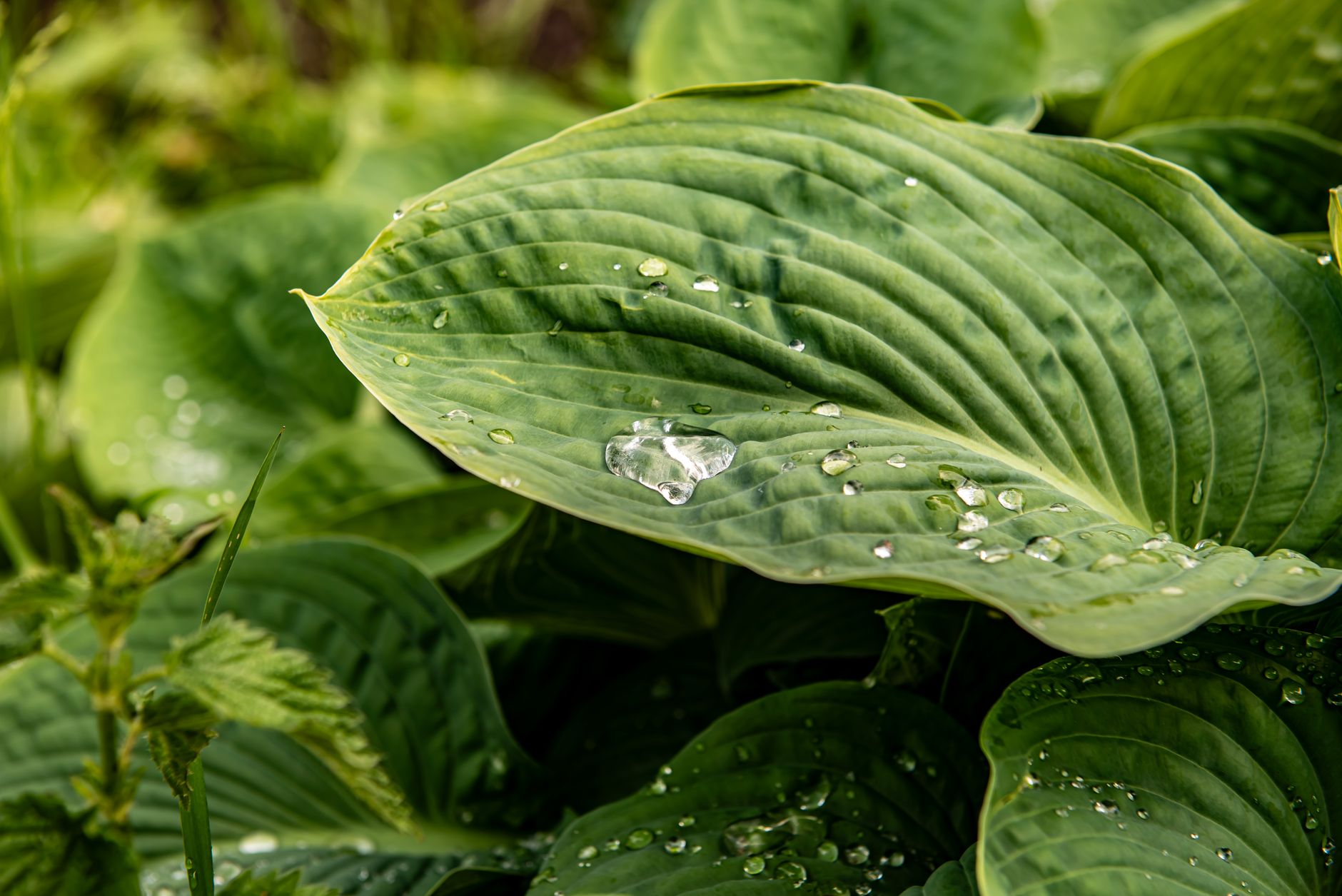 Close-up of dew droplets resting on a lush green hosta leaf, symbolizing freshness and purity.