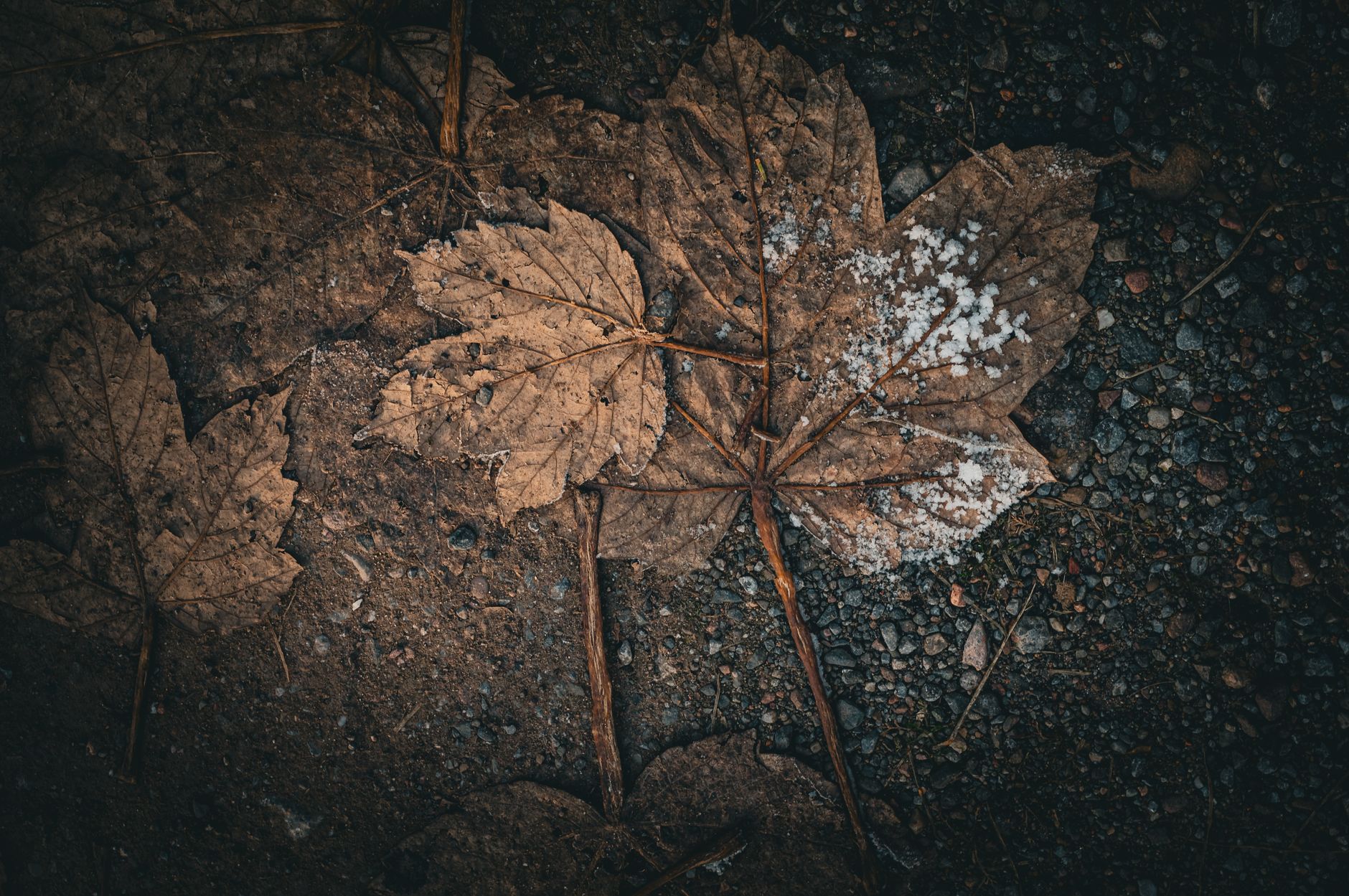 Detailed view of dry fallen maple leaves covered with white fungus on earthy ground.