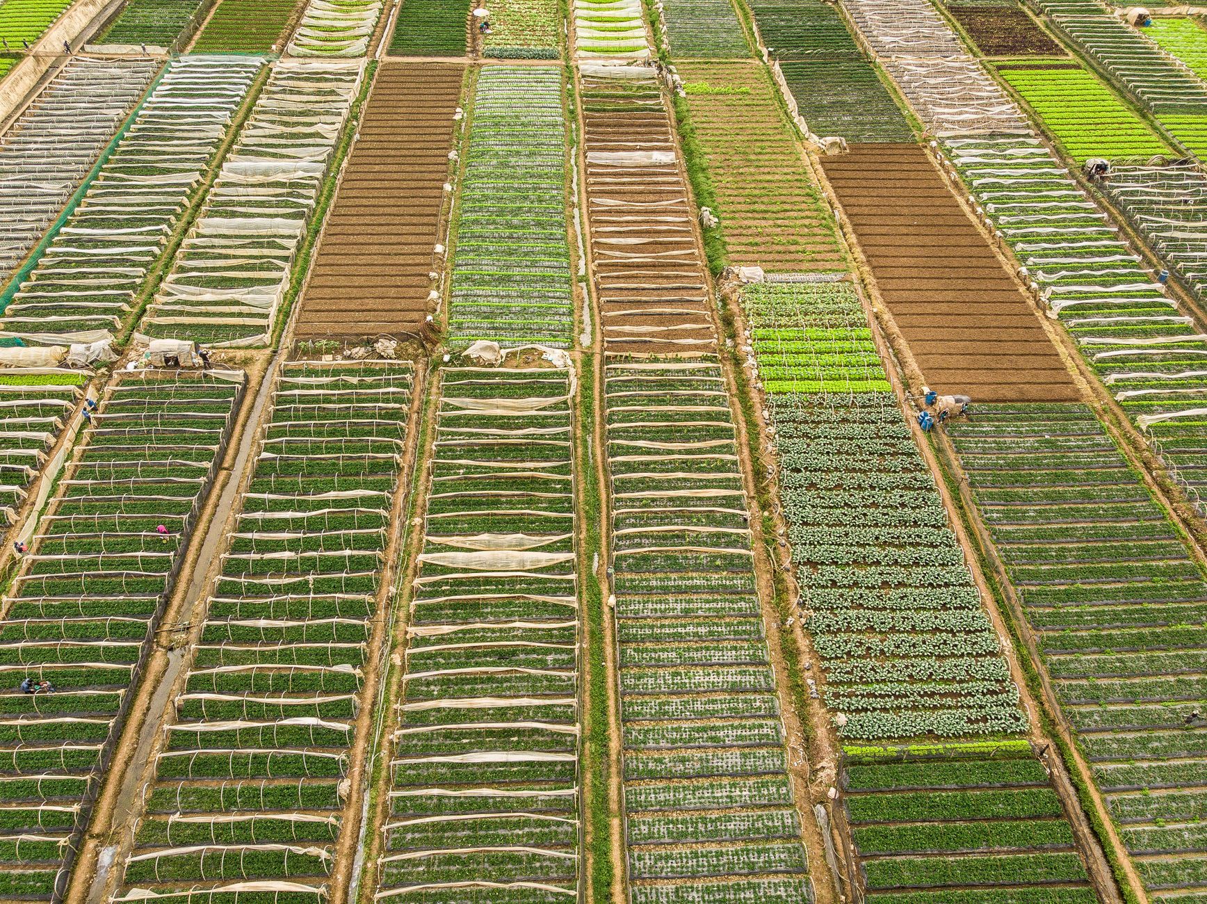 Beautiful aerial view of organized agricultural fields showcasing diverse crops and patterns.