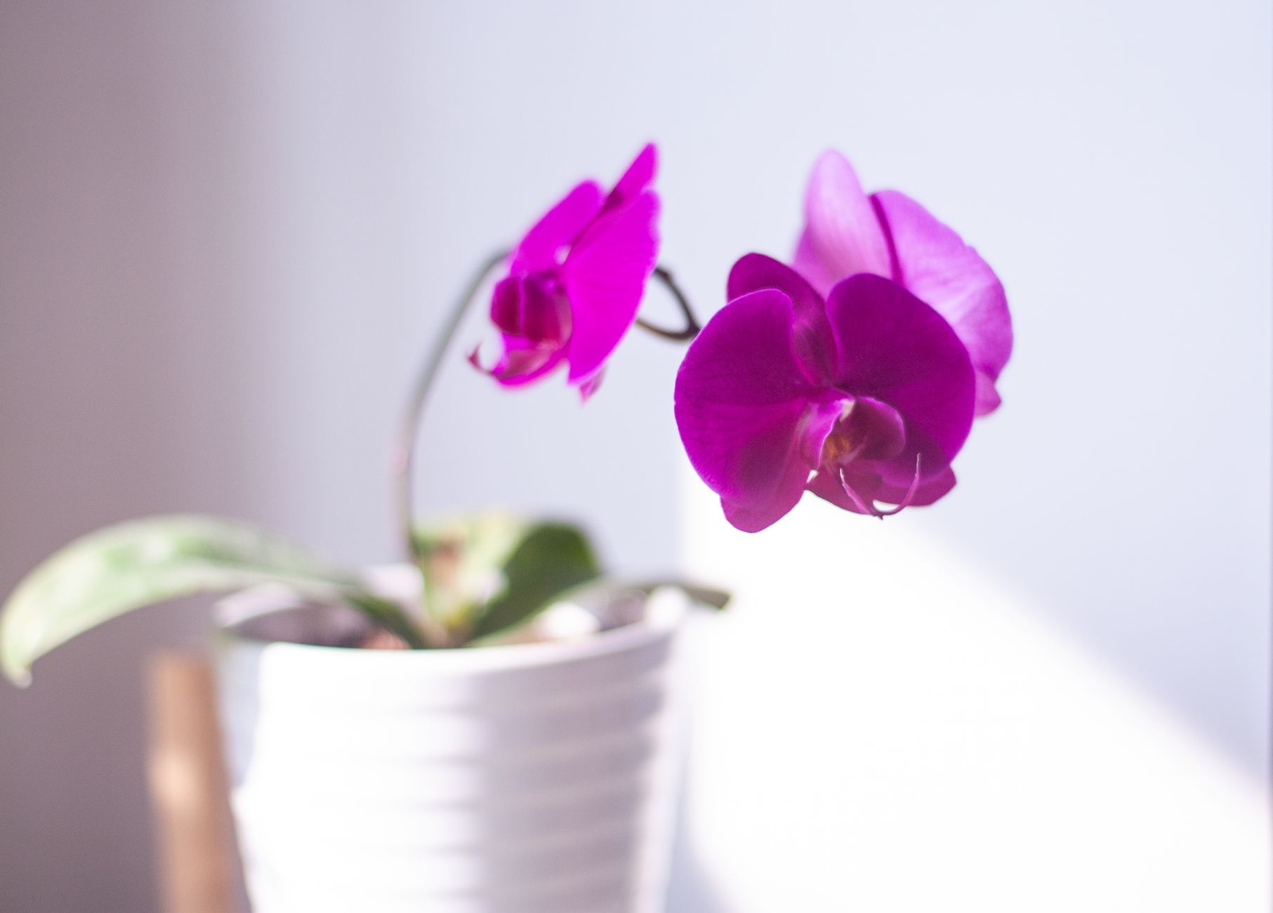 A vibrant pink orchid blooming in a white ceramic pot, captured in soft natural light.