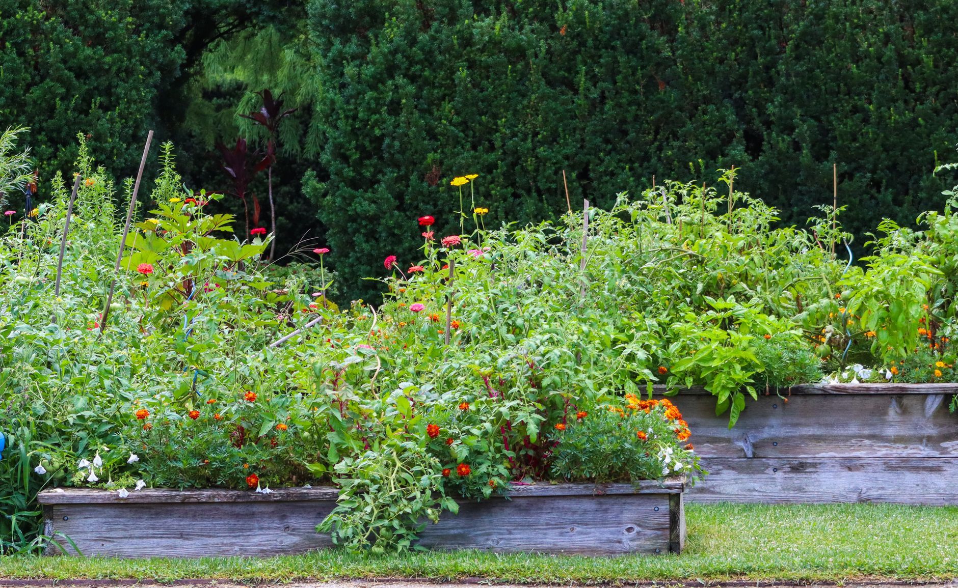 Vibrant raised garden beds filled with diverse plants and flowers in lush greenery.
