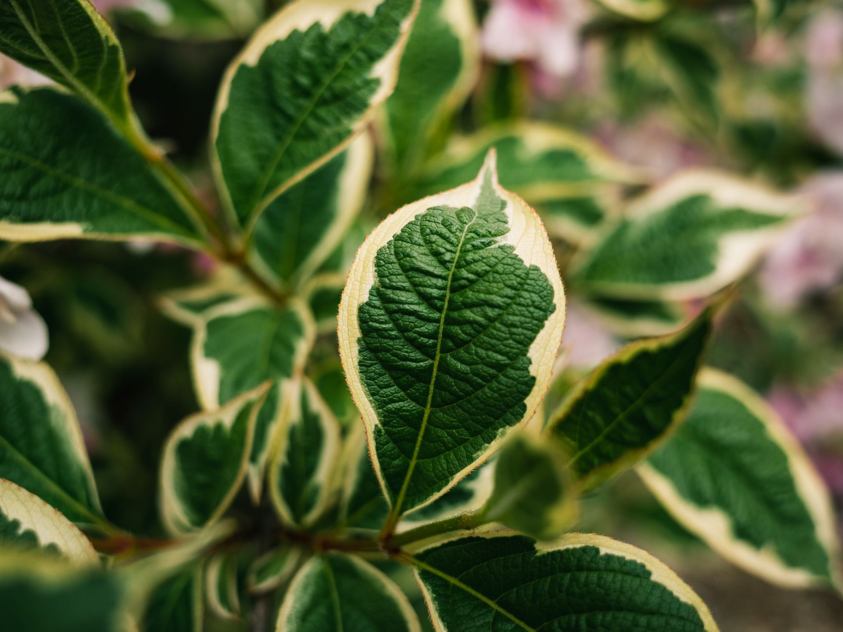 Detailed photo of variegated green leaves showcasing intricate textures and natural beauty.