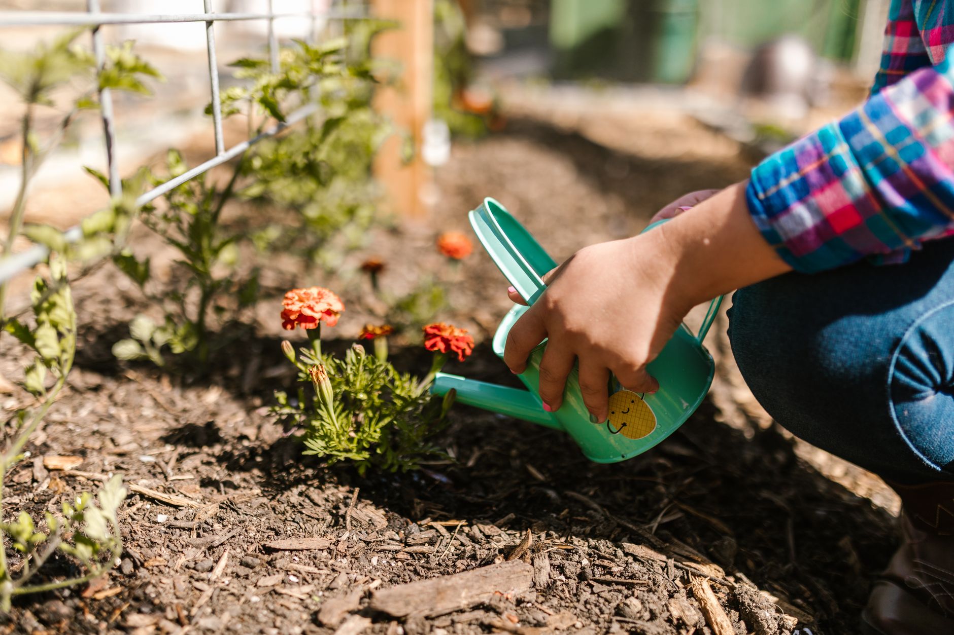 Close-up of gardener watering flowers with a green watering can in a sunny garden.