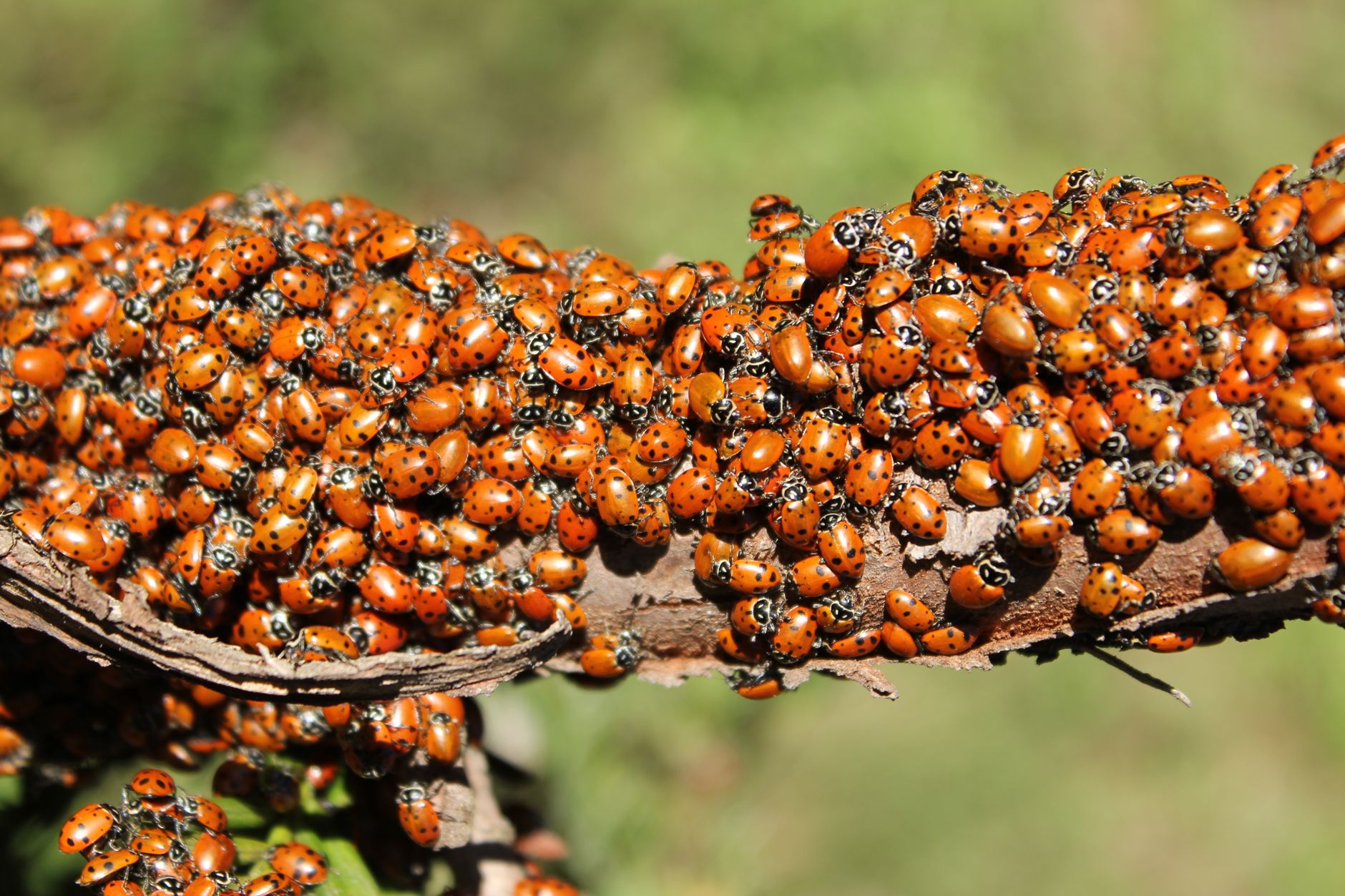 Vibrant group of ladybugs clustered on a tree branch in natural sunlight.