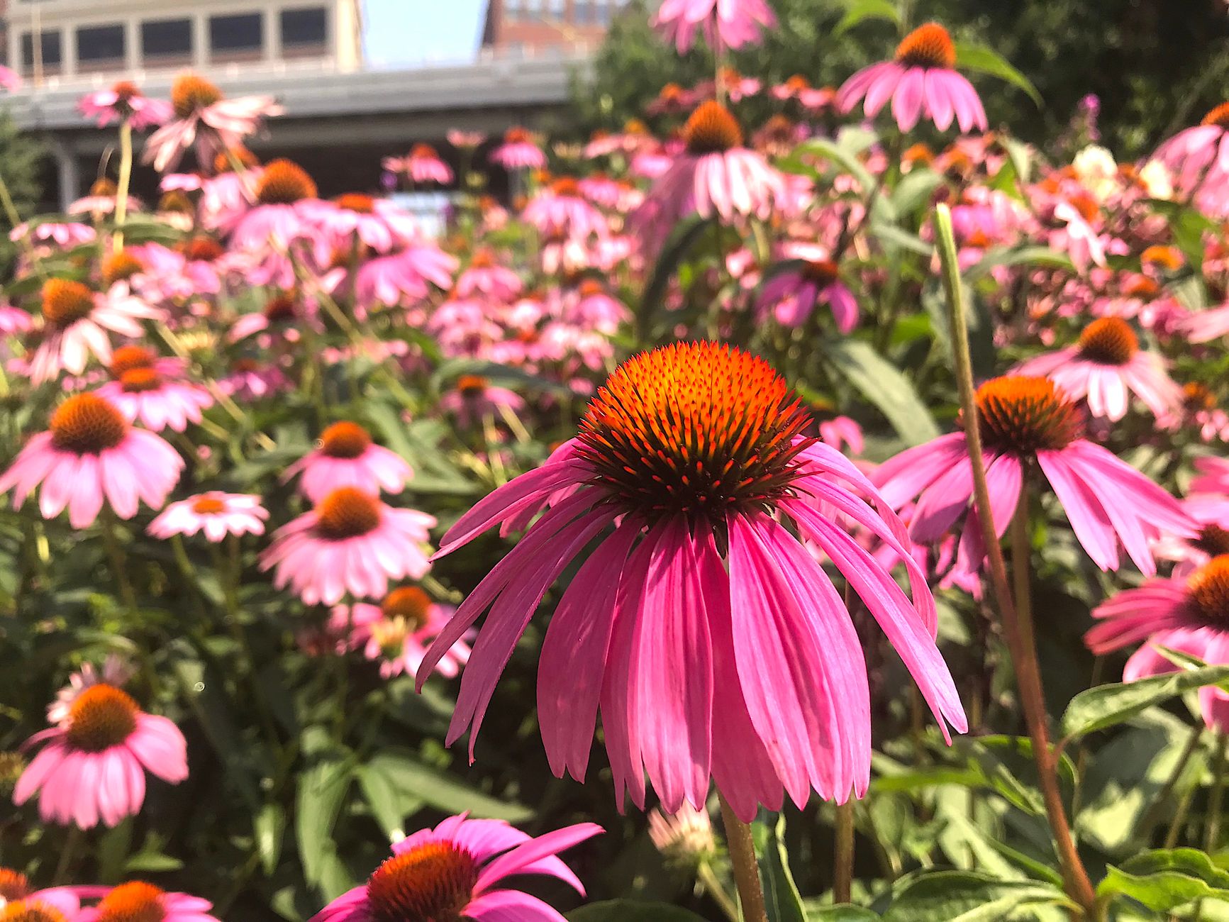 A field of pink coneflowers (Echinacea purpurea) blooming brightly under the sun, showcasing natural beauty in an outdoor setting.