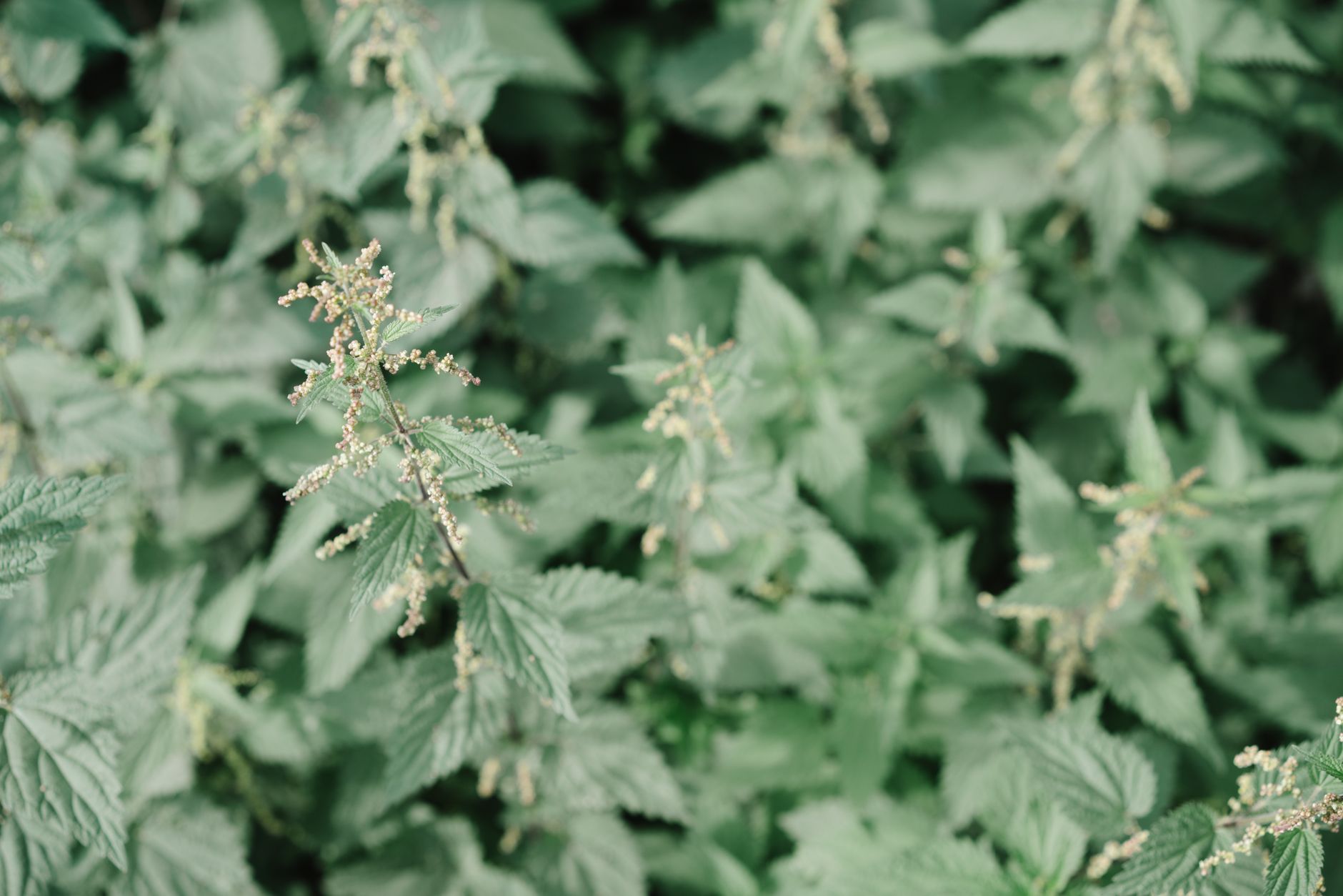 A detailed macro shot of nettle plants showcasing green leaves and flowering buds in a summer meadow.