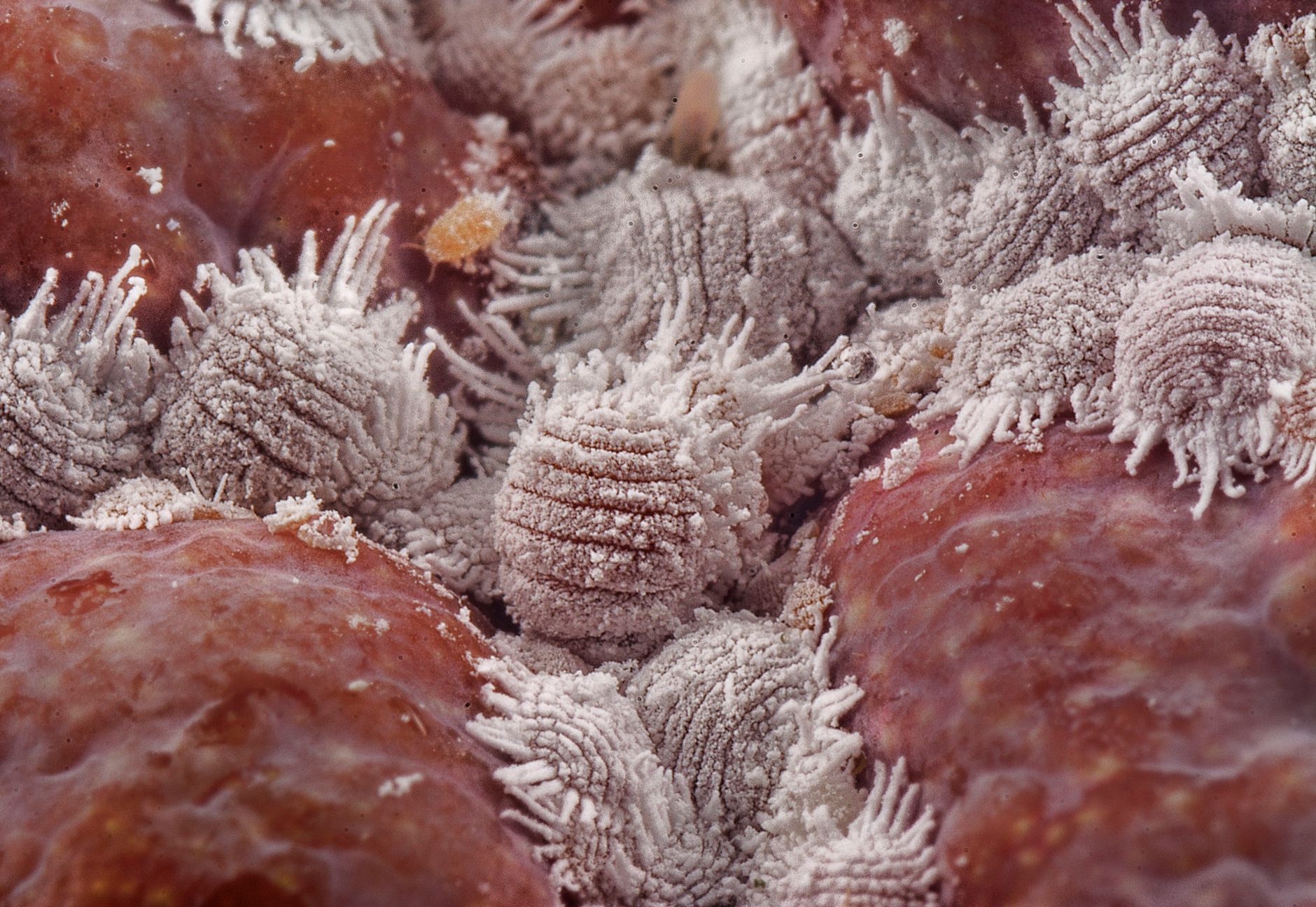 Detailed macro shot of white mealybugs infesting a red plant surface, showcasing pest infestation.