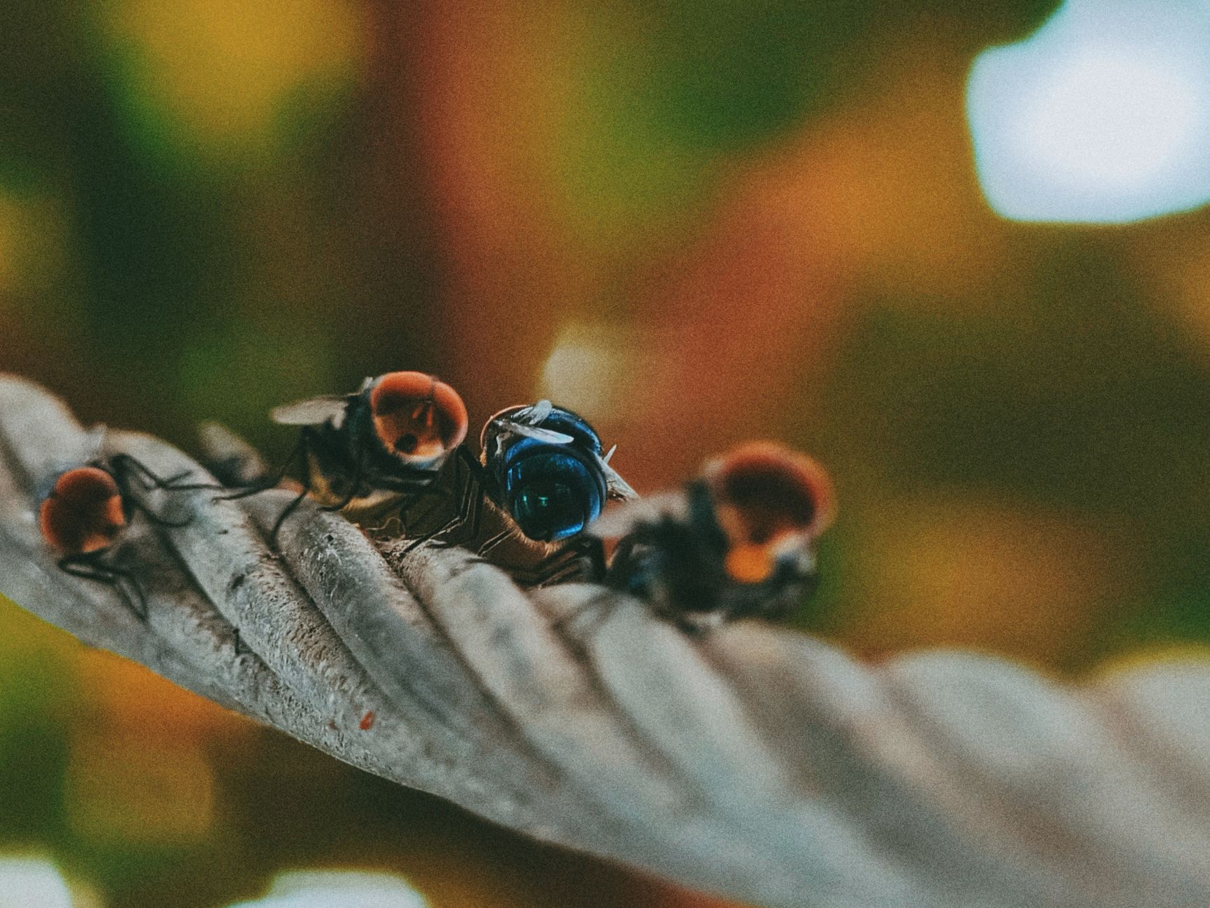 Macro photograph of flies on a rope set against a vivid and colorful backdrop, showcasing natural textures and tones.