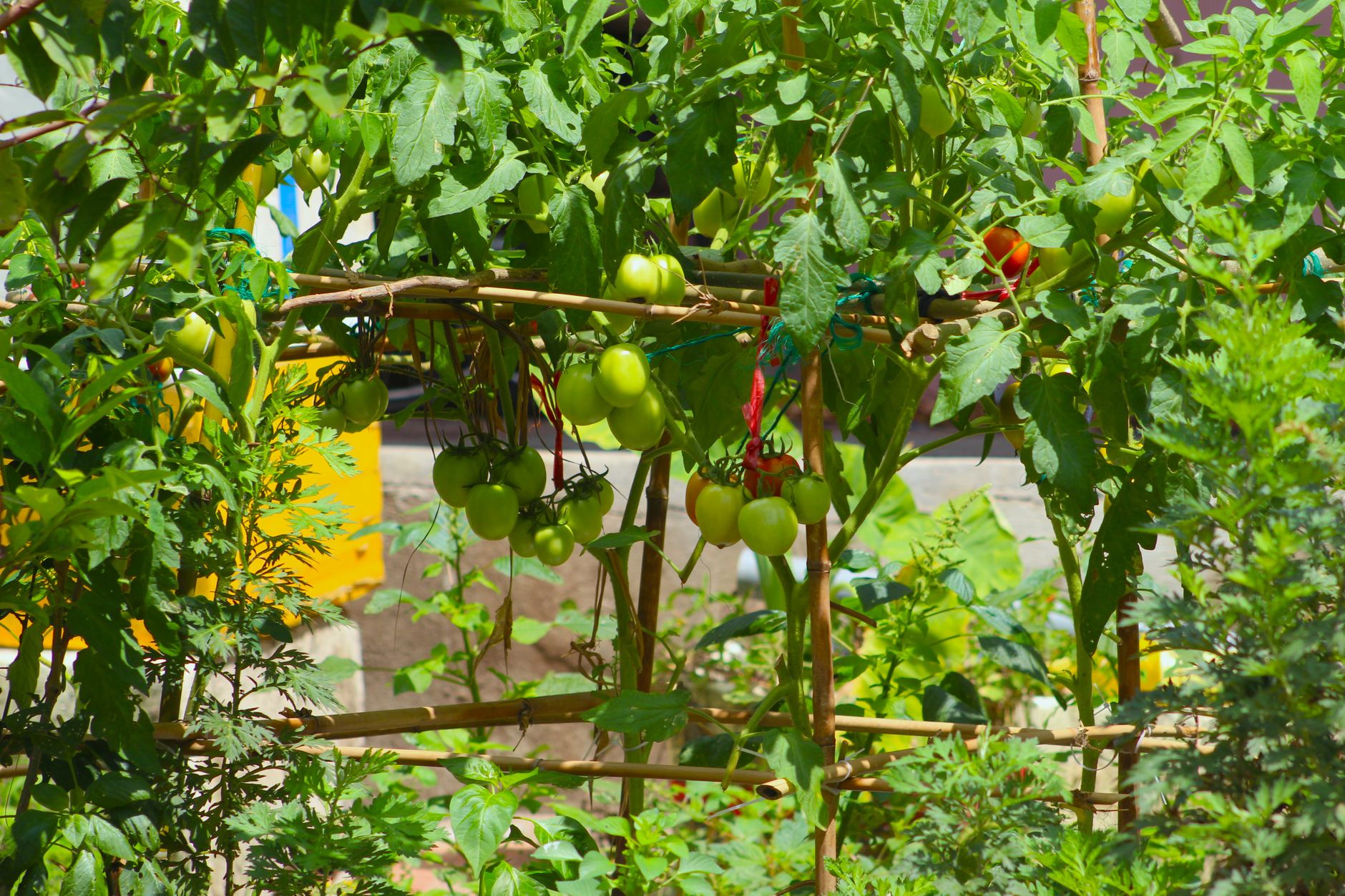 Vibrant garden scene with green tomatoes ripening on the vine supported by bamboo stakes.