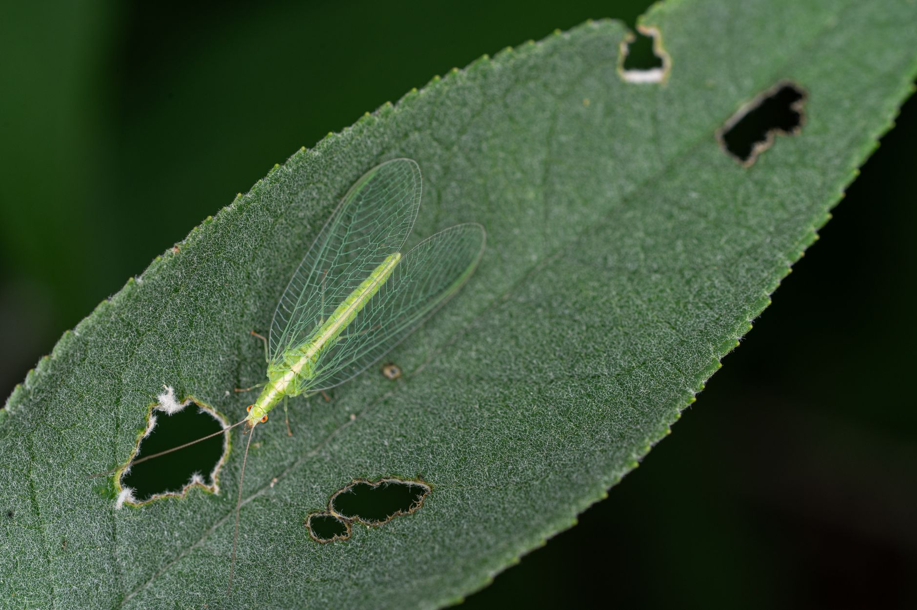 Detailed macro image of a green lacewing resting on a leaf, showcasing its delicate wings and vibrant color.