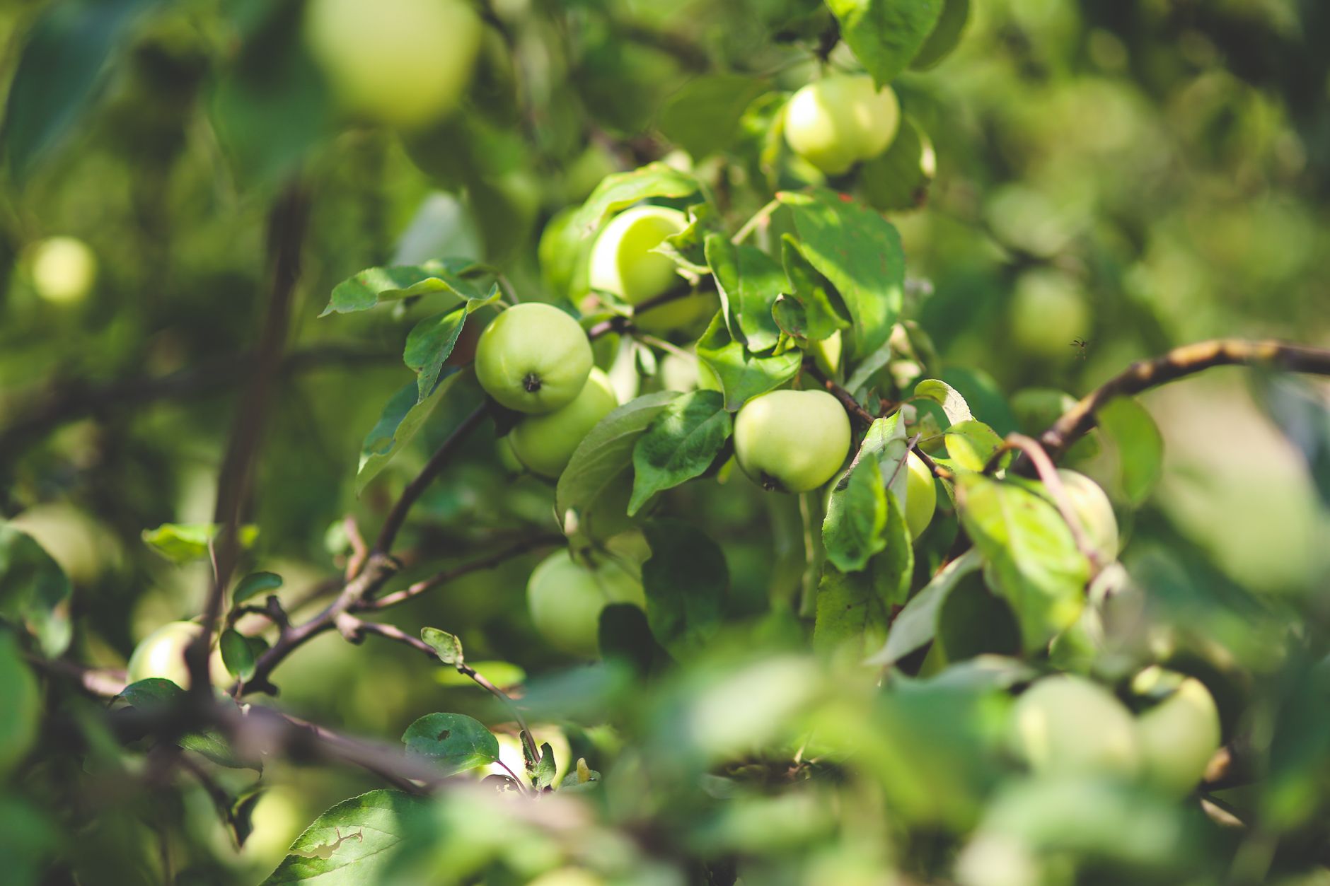 Vibrant green apples growing on a tree branch in a sunny orchard setting.