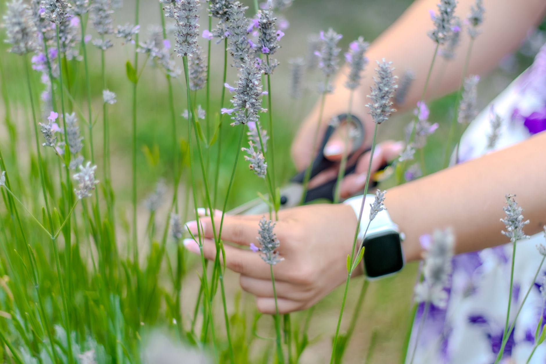 A close-up of a woman's hands cutting lavender flowers with scissors in a garden.
