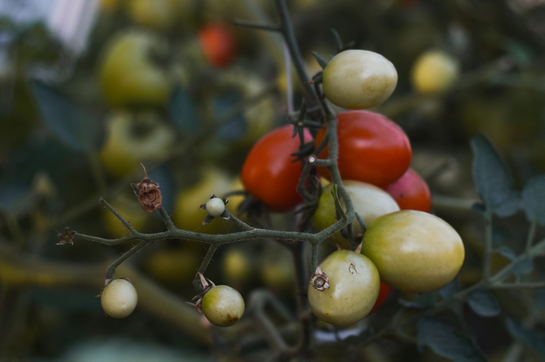 Detailed close-up of colorful ripening tomatoes on a vine outdoors in natural lighting.