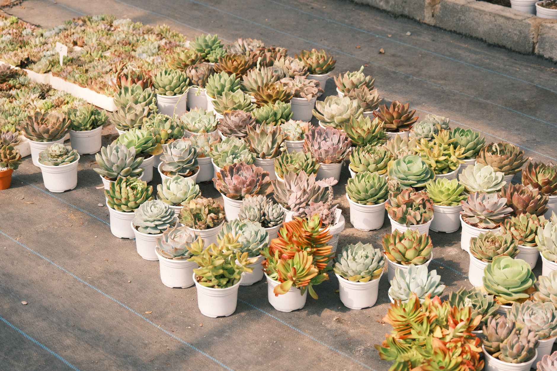 A beautiful collection of succulent plants in pots, showcasing vibrant greenery and diverse textures.