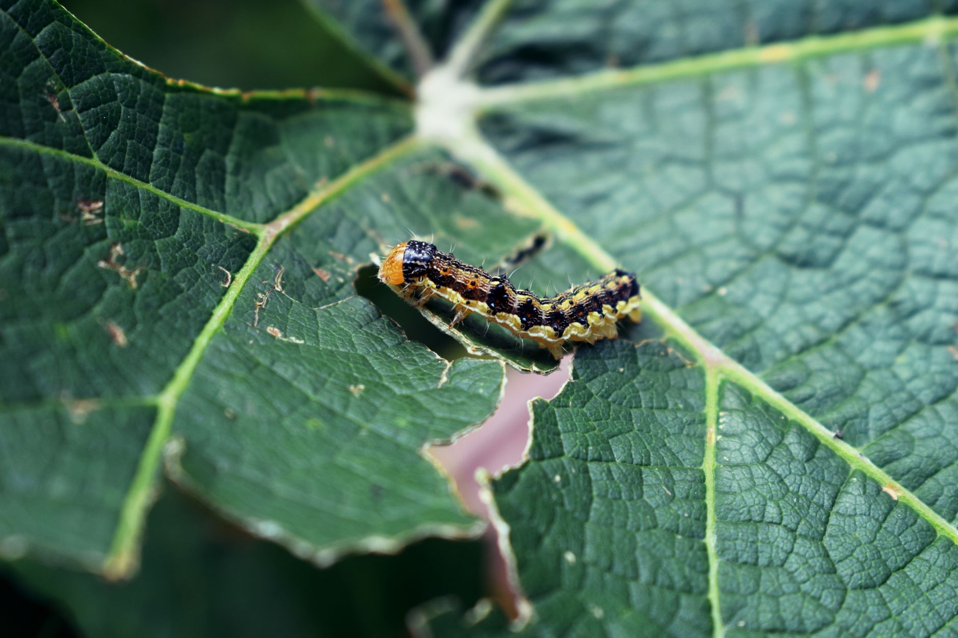 A caterpillar on a bitten green leaf, showcasing nature's intricate details and life cycle.