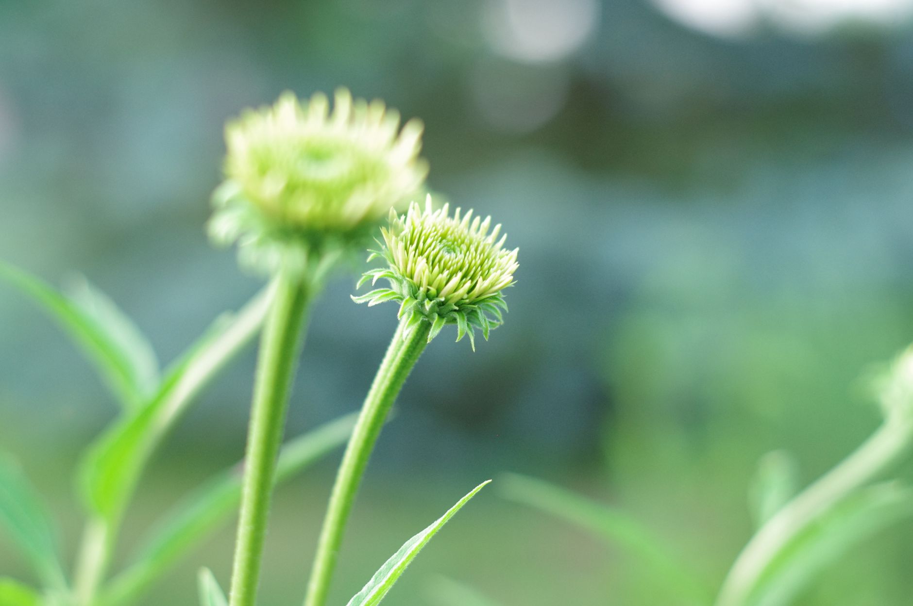 Vibrant close-up shot of two green Echinacea buds with blurred background.