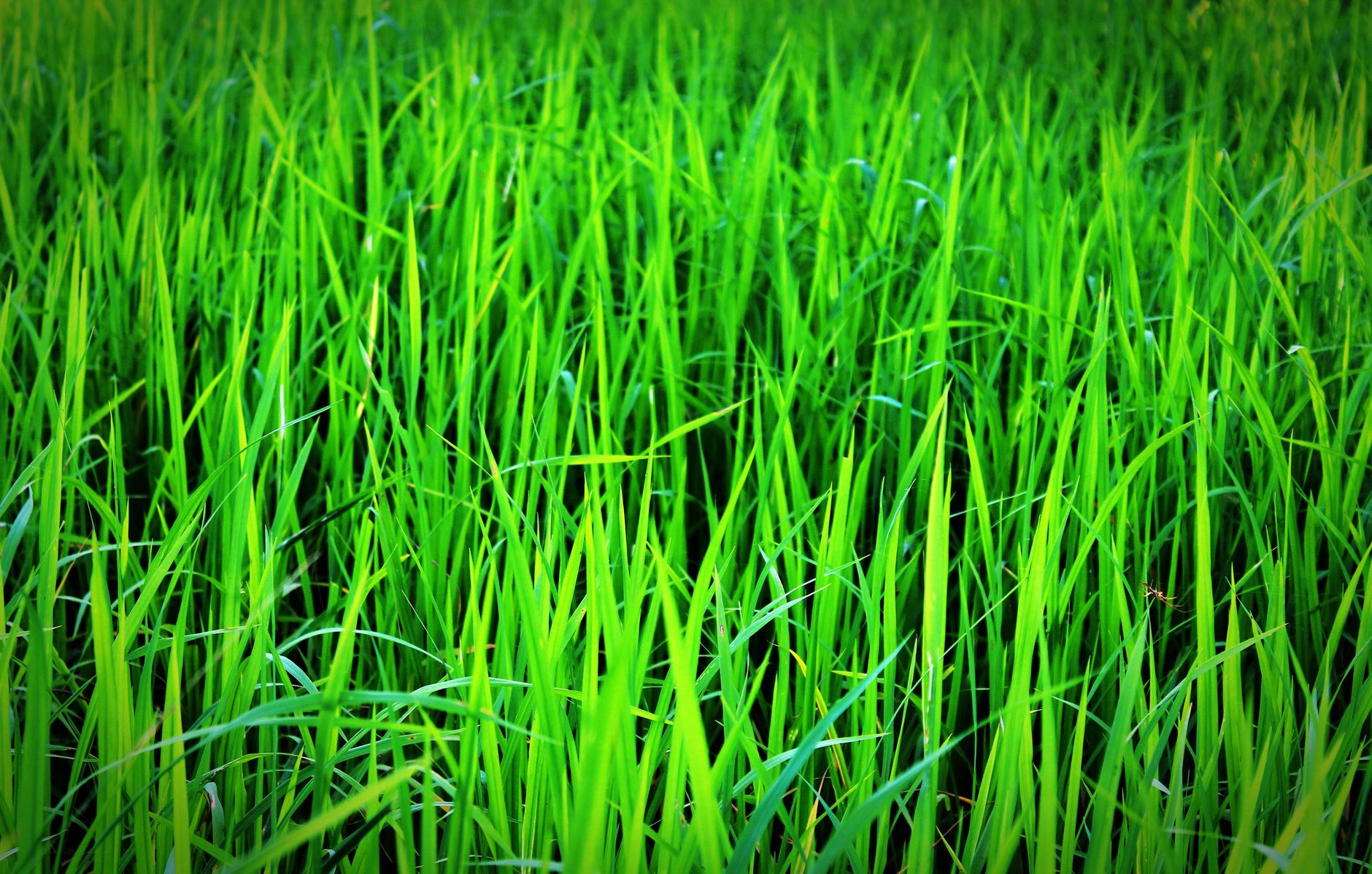 Close-up of lush green grass in a vibrant field, perfect for nature backgrounds.