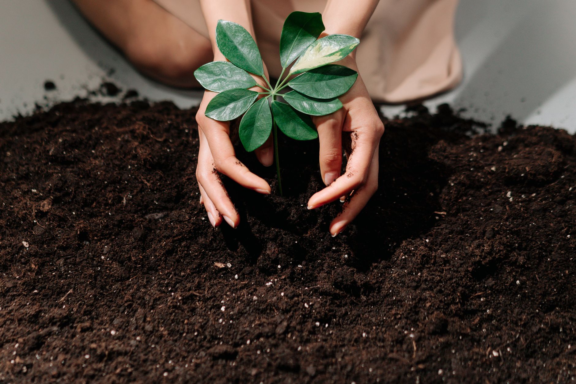 Hands gently planting a young sprout in fresh soil, symbolizing growth and care.