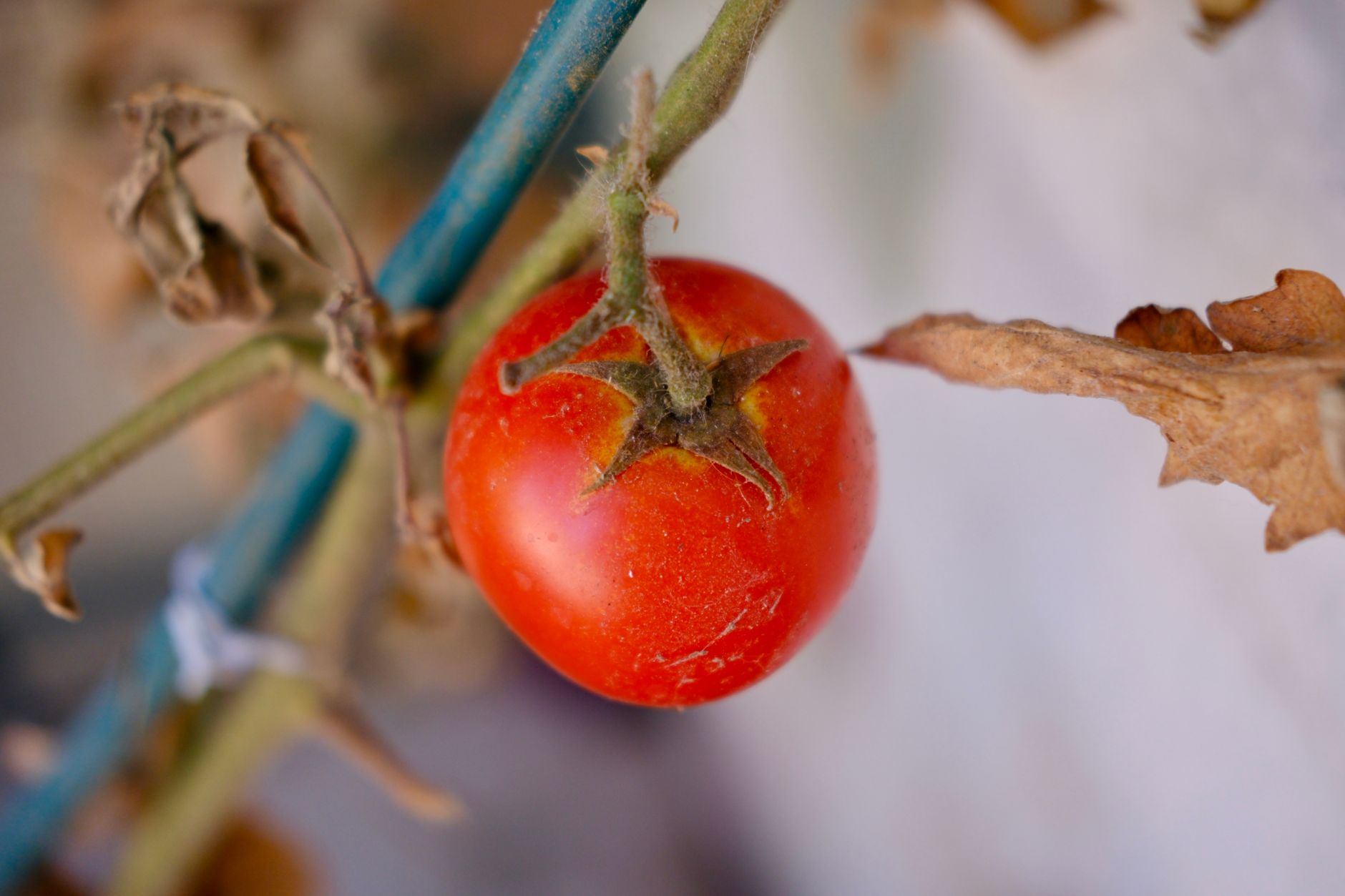 Detailed close-up of a ripe tomato on a vine with dry leaves, captured outdoors in Izmir, Türkiye.