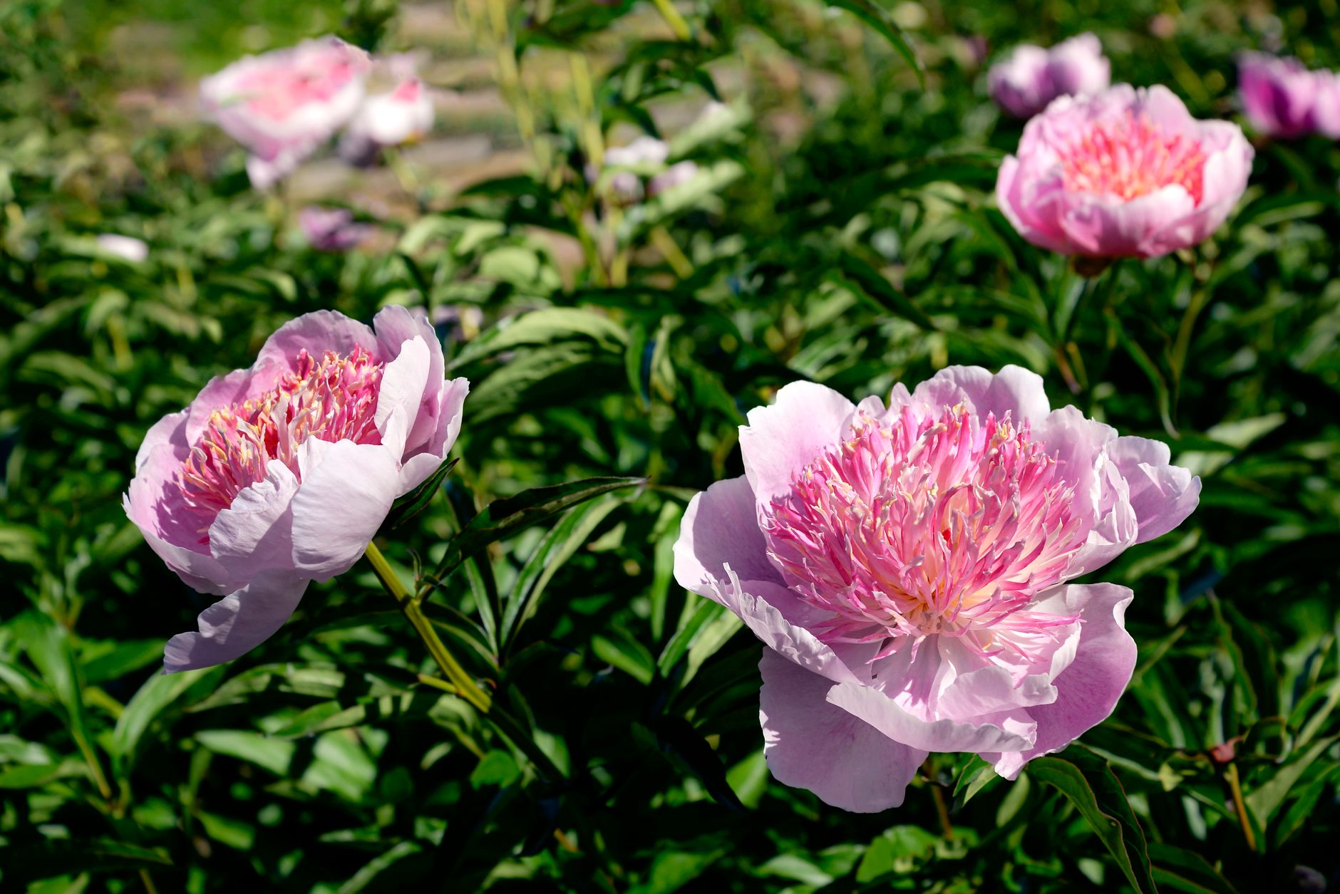 Bright pink peonies flourishing in a sunlit garden, showcasing delicate petals and lush greenery.