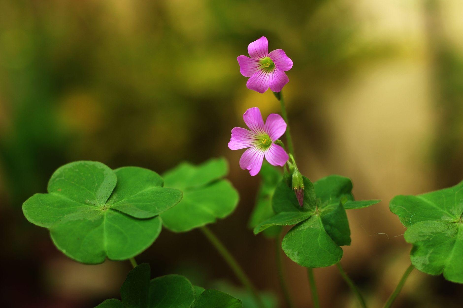 Close-up of two blooming purple shamrock flowers with lush green leaves against a blurred background.
