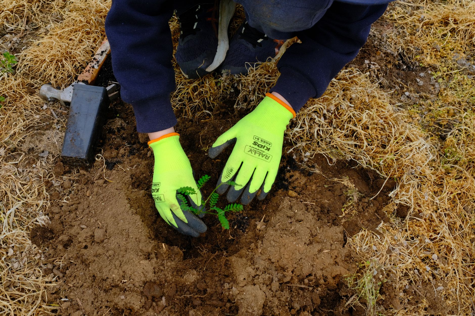 A person planting a small seedling outdoors, wearing protective gloves for gardening.