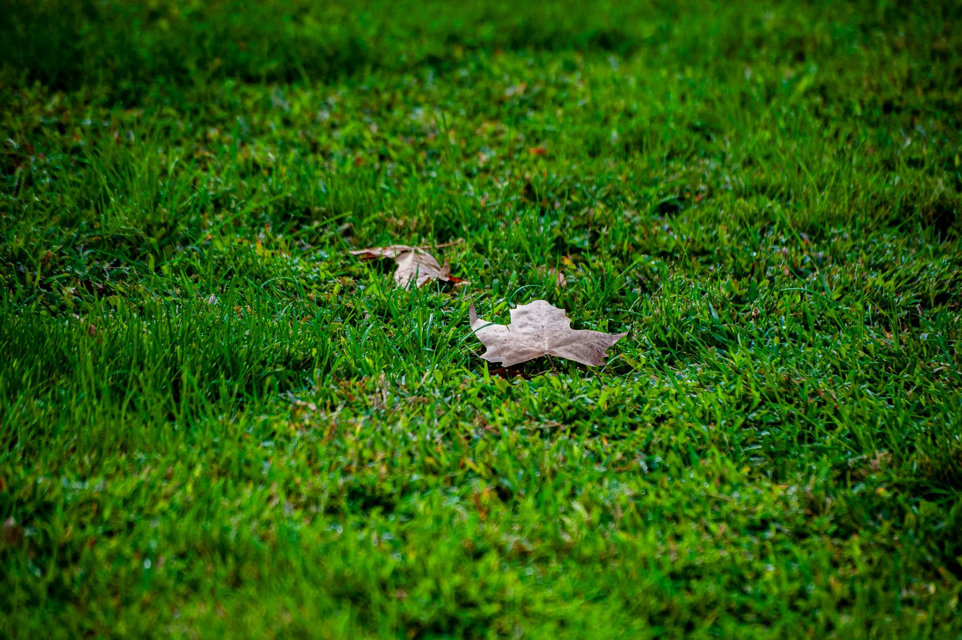 An autumn scene of vibrant green grass with dried leaves scattered, symbolizing the transition of seasons.