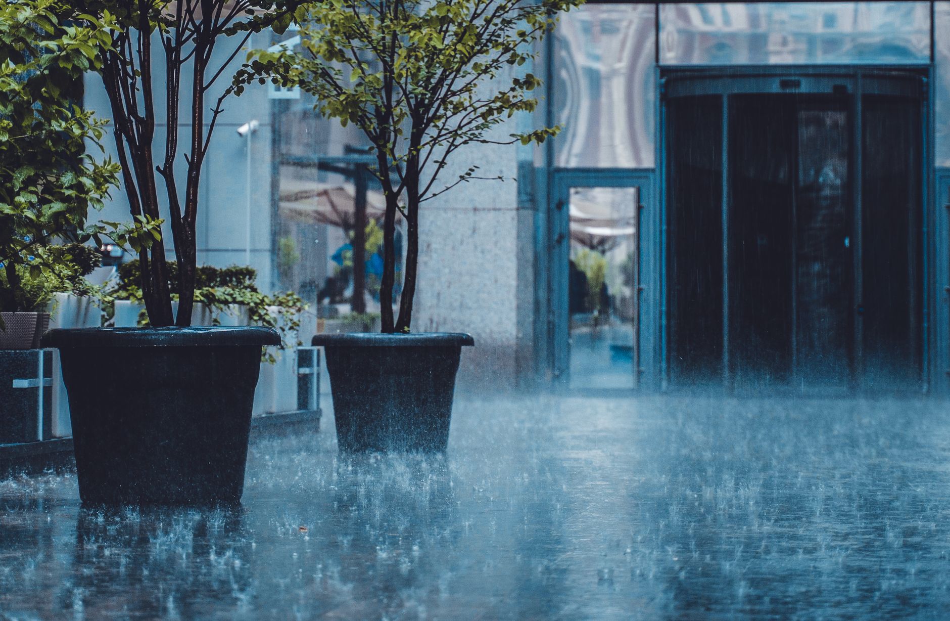 City courtyard in rainfall with large potted trees and reflections.